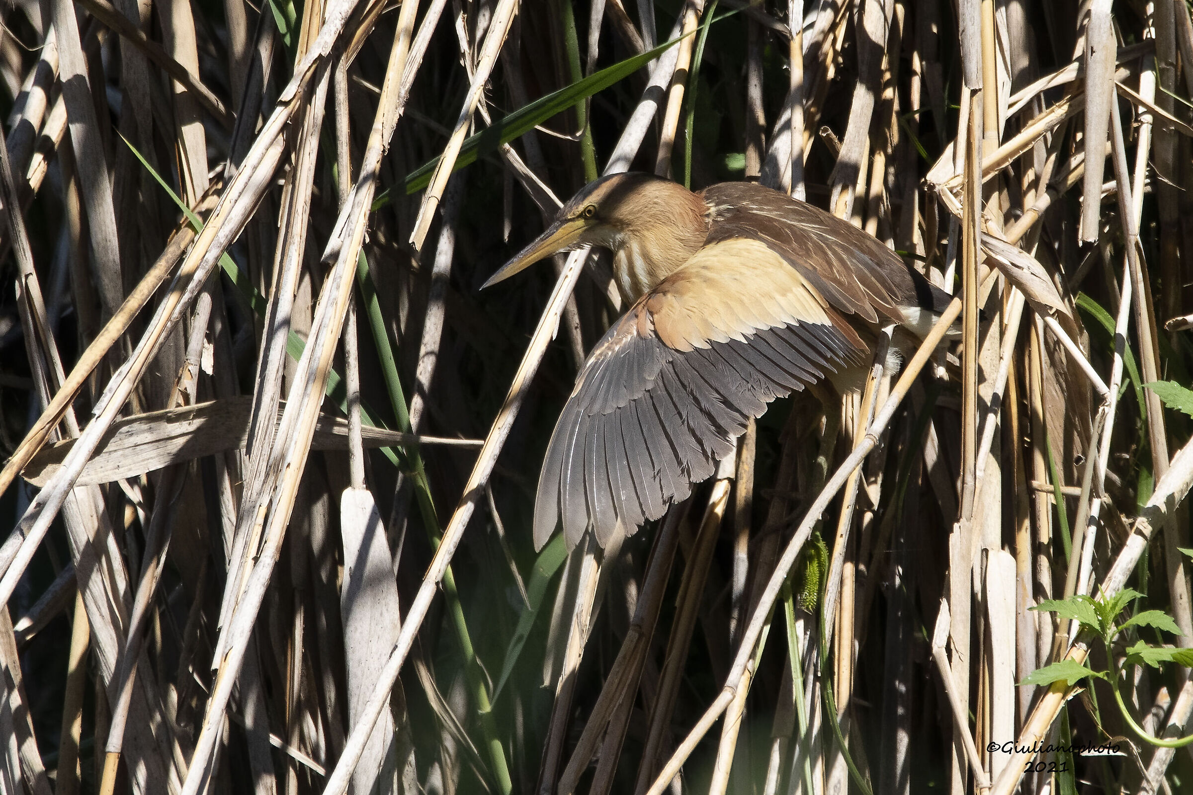 little bittern