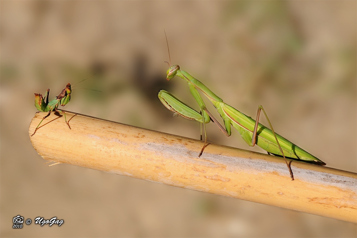 Il gigante e la bambina