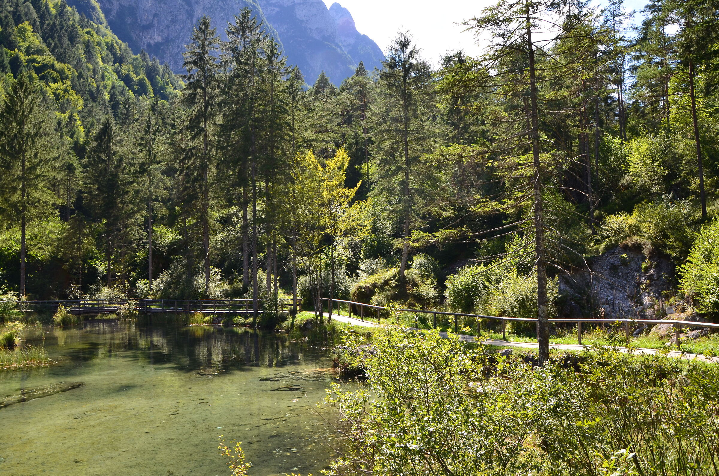 The Woods Before Vaia