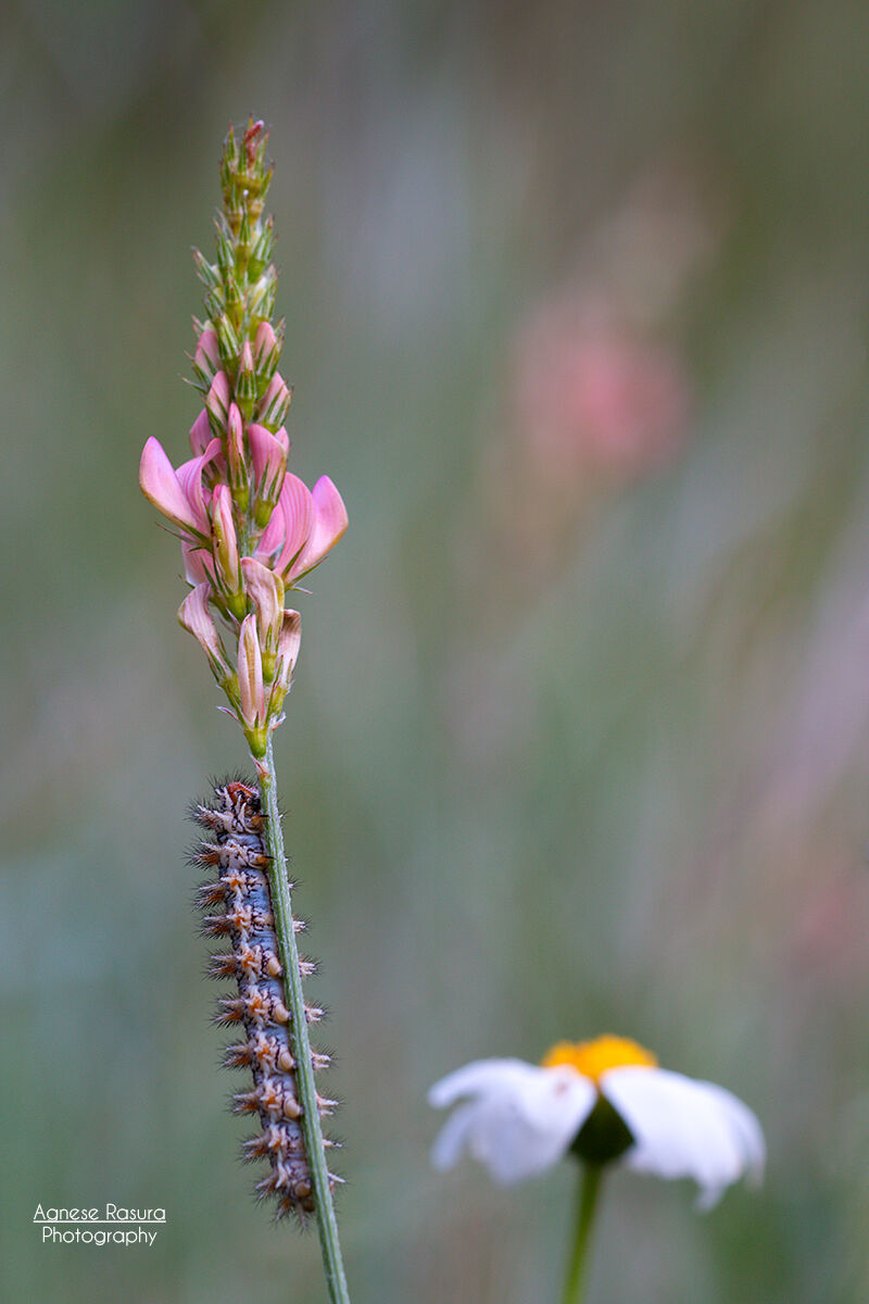 Didyma's melitaea