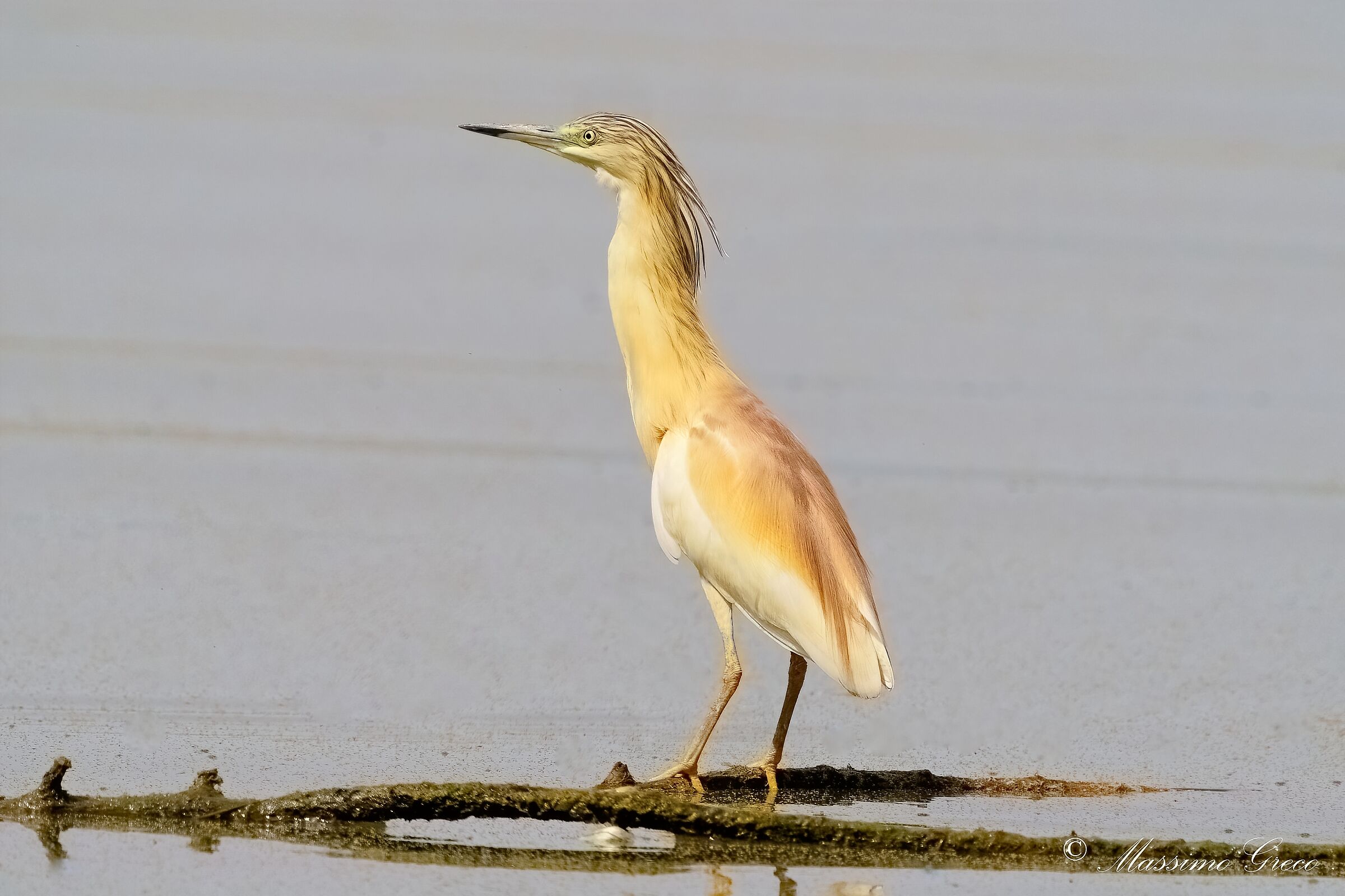 Sgarza ciuffetto (Ardeola ralloides)