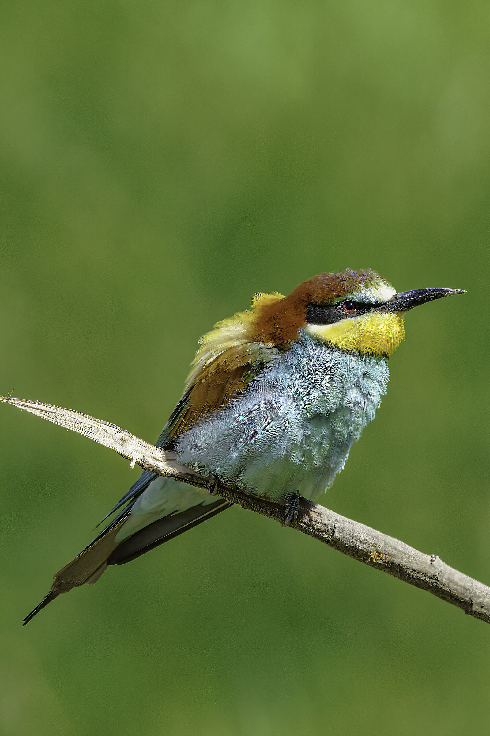 bee-eater