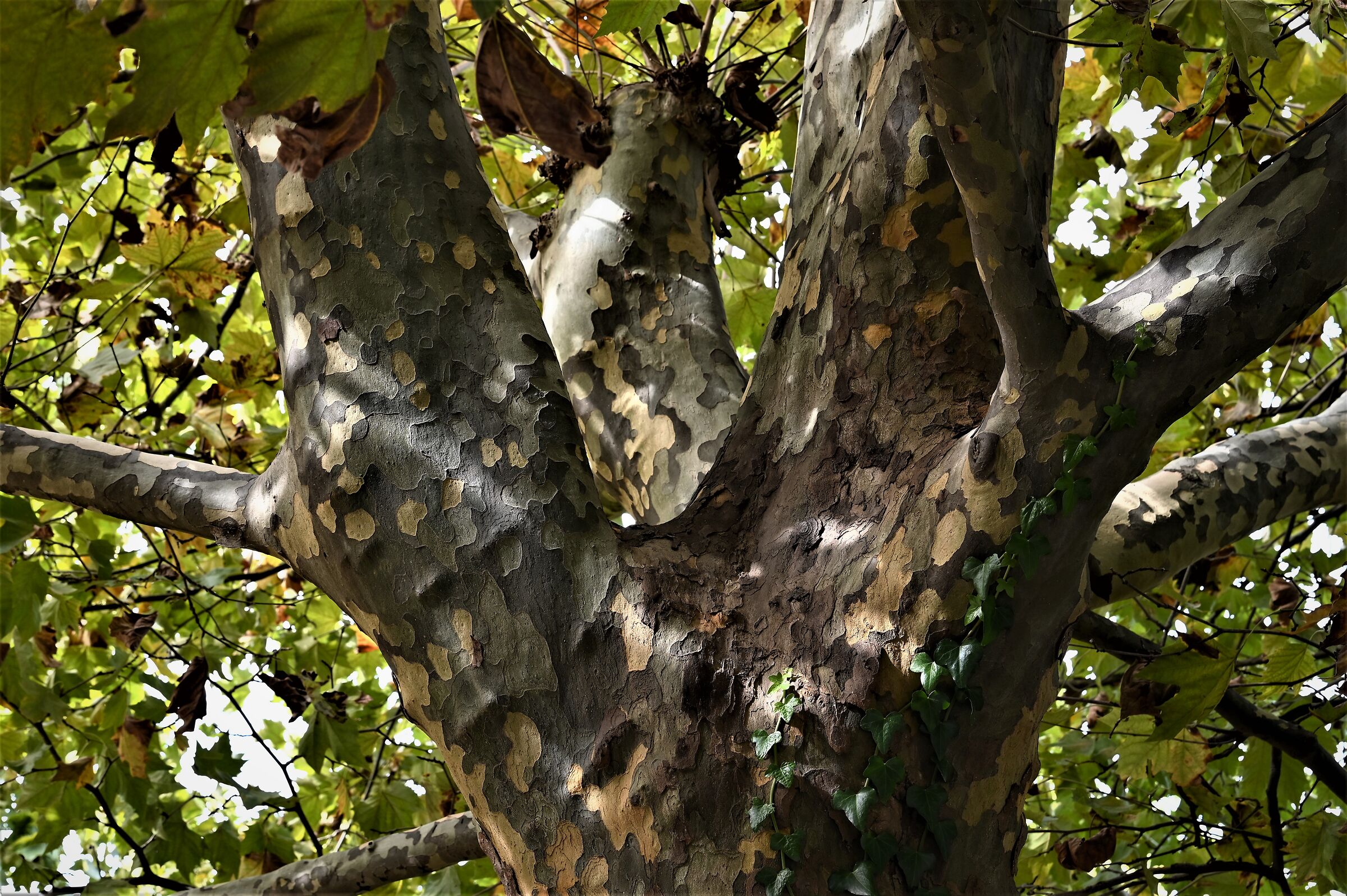 the silence of the "Tree.