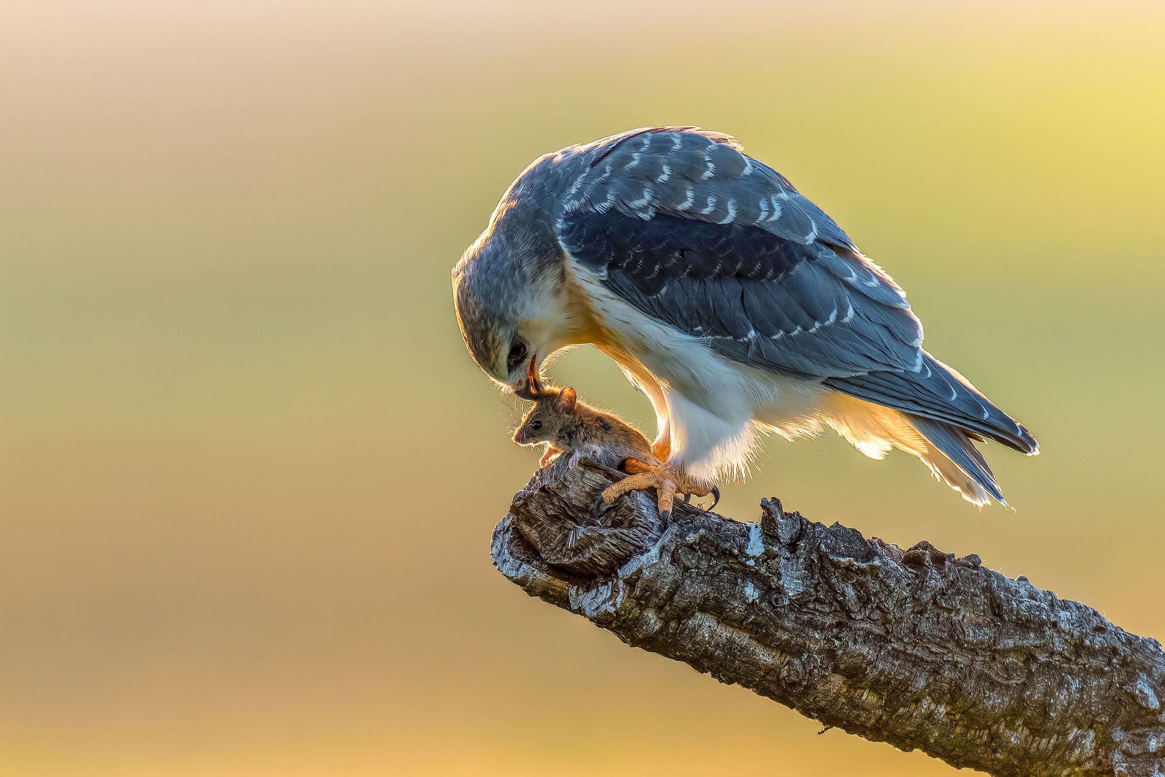 Young White Kite