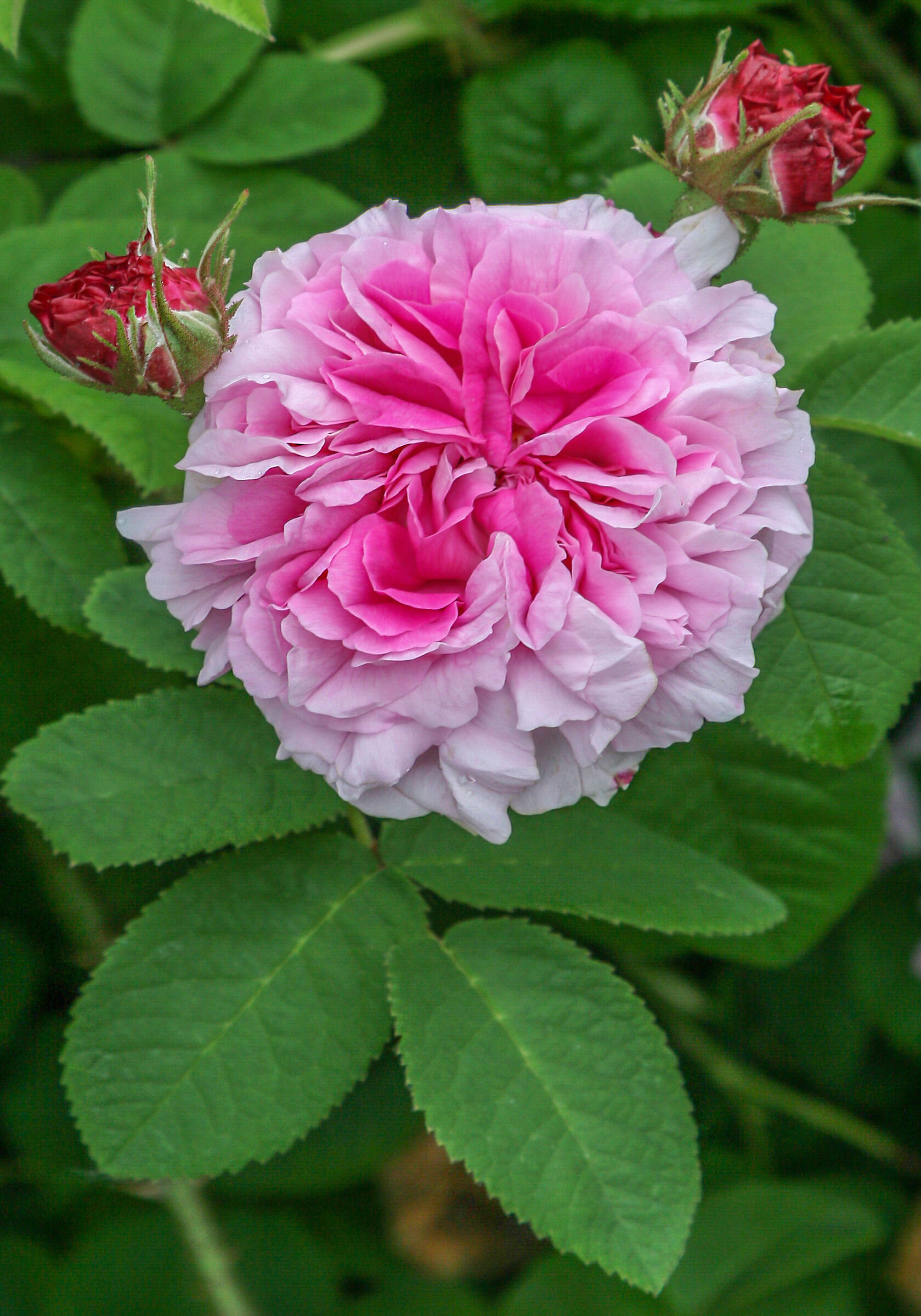 Rosa Leonardo da Vinci