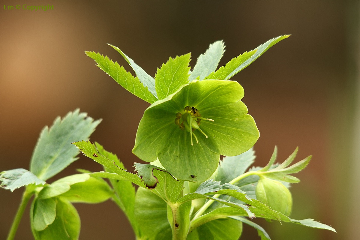 Hellebore