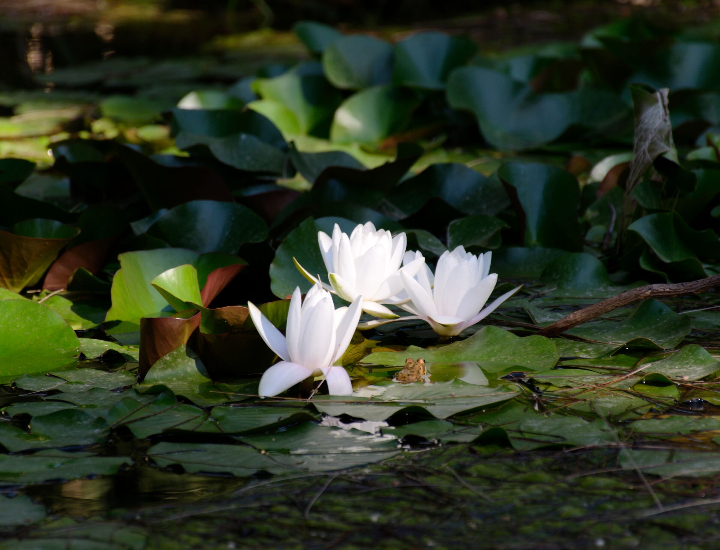 Lilies and toads