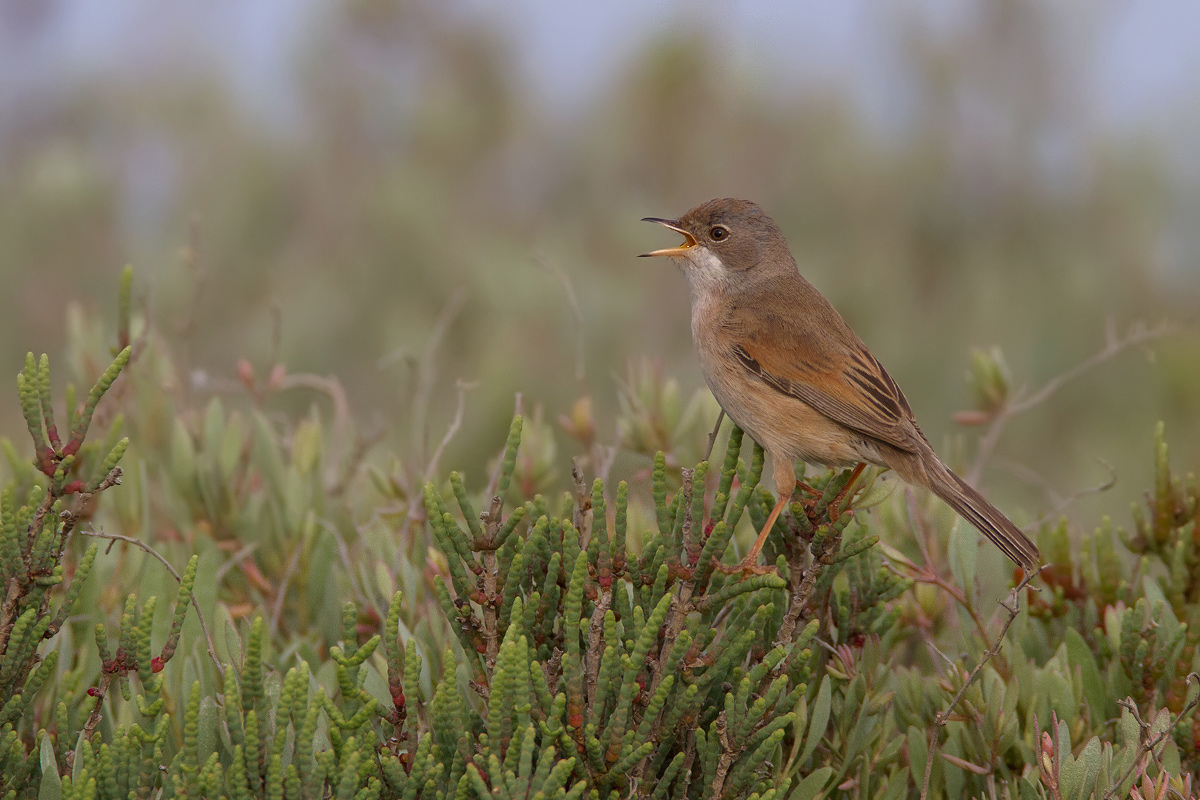 whitethroat of Sardinia