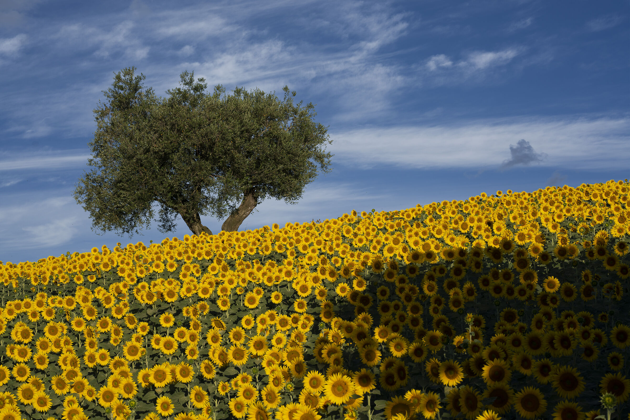 Marche - 26 June 2021