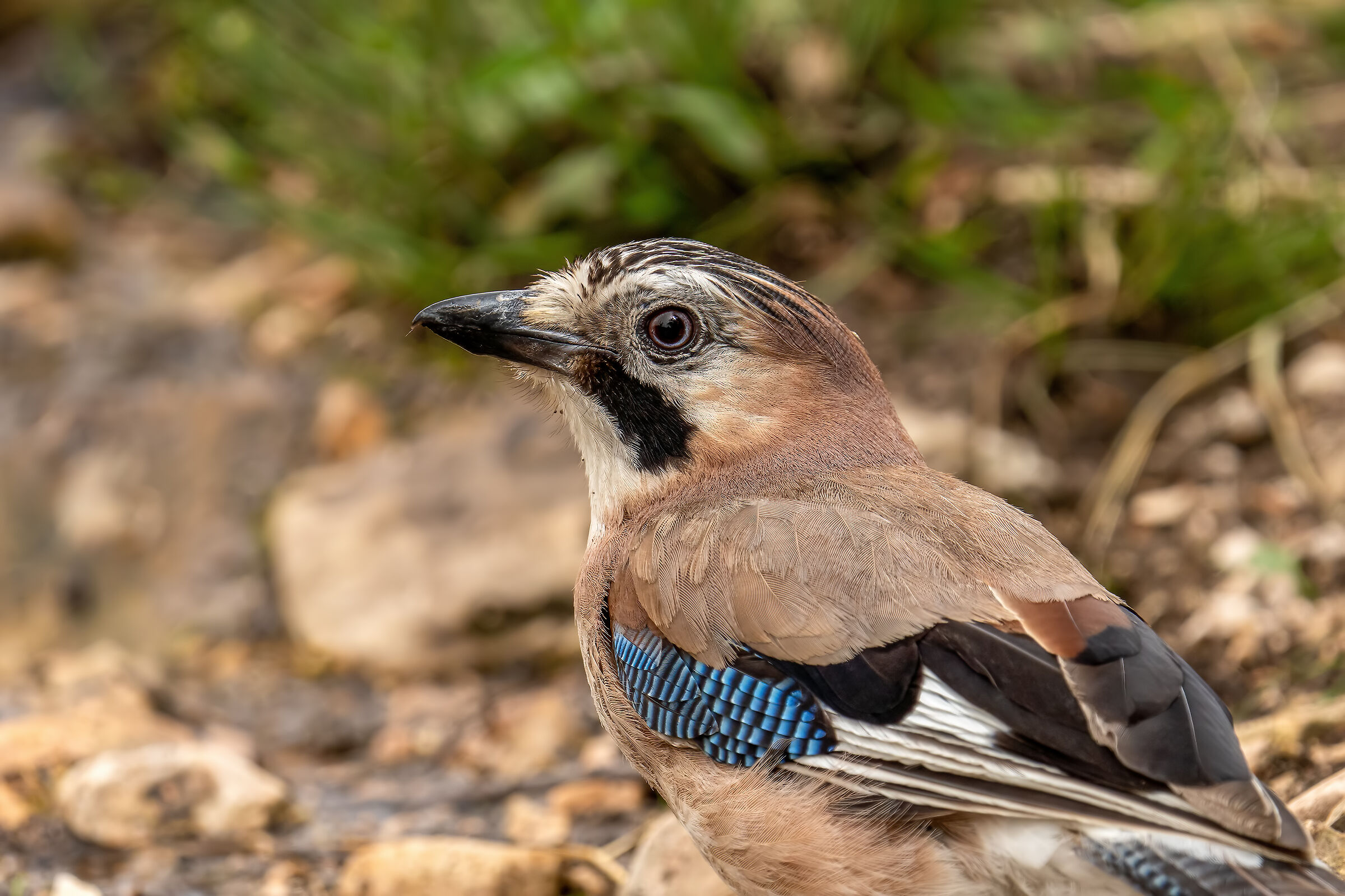 Ritratto di ghiandaia