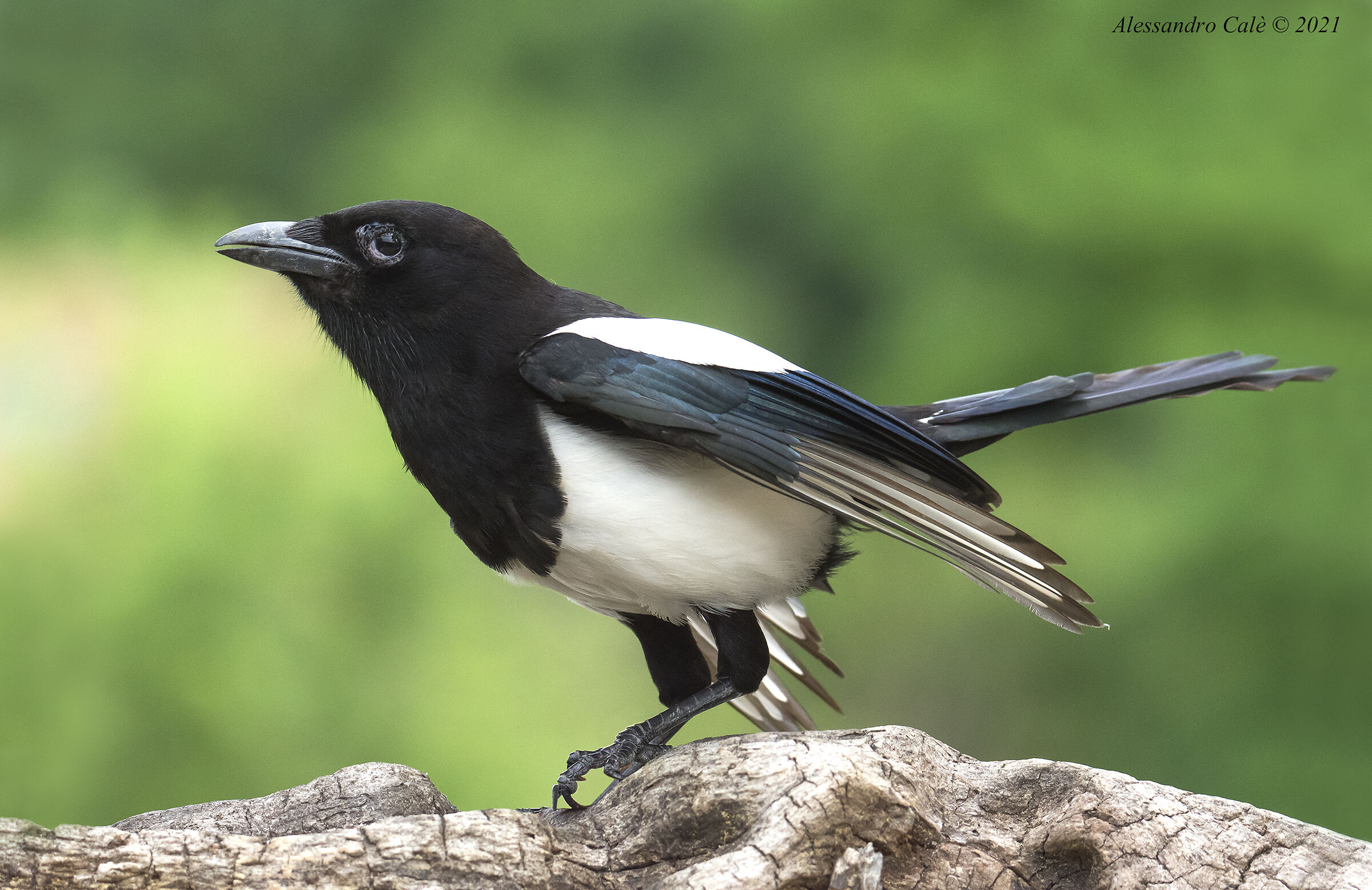 Pica pica (Gazza) 8348