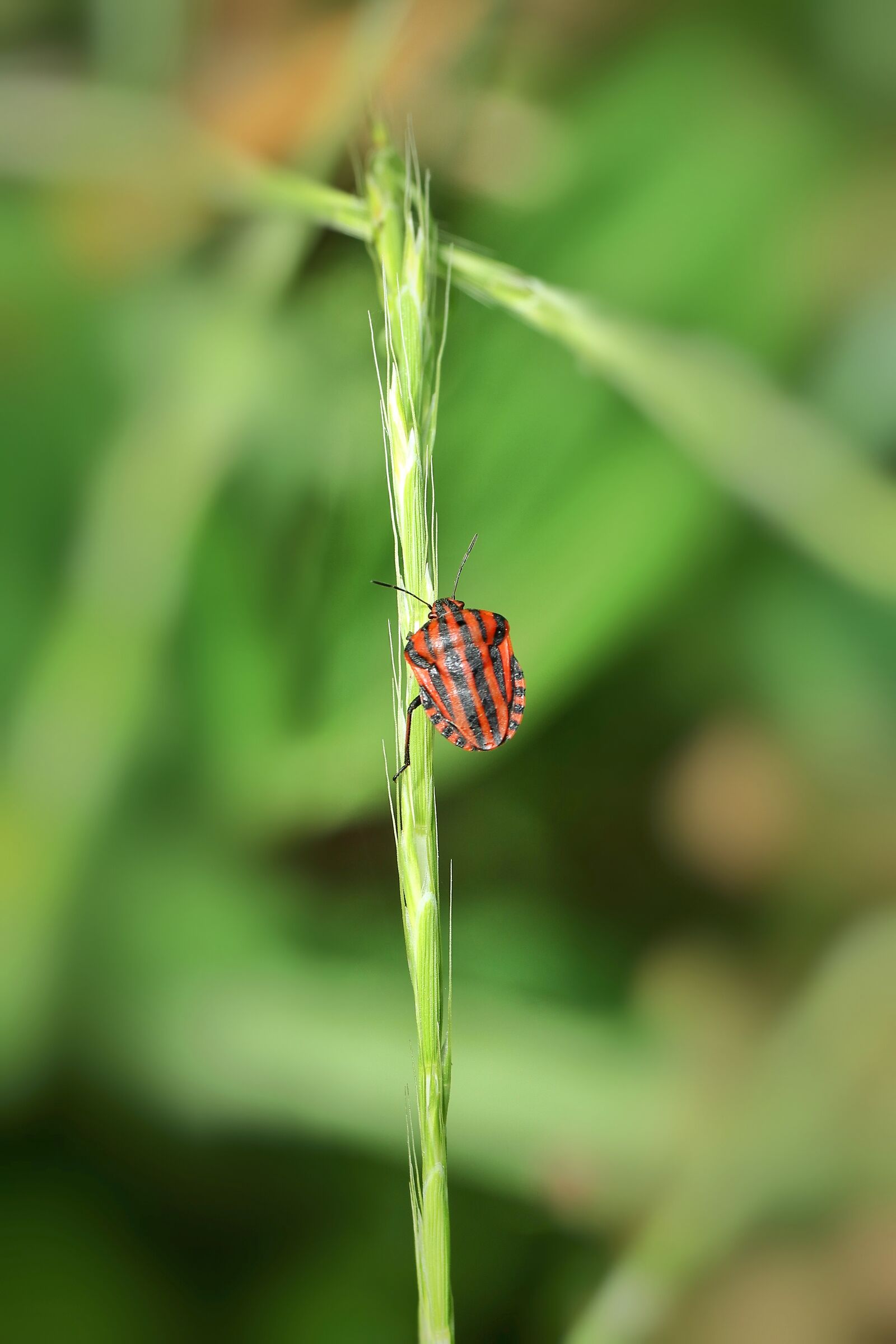 Graphosoma italicum (plant bug)
