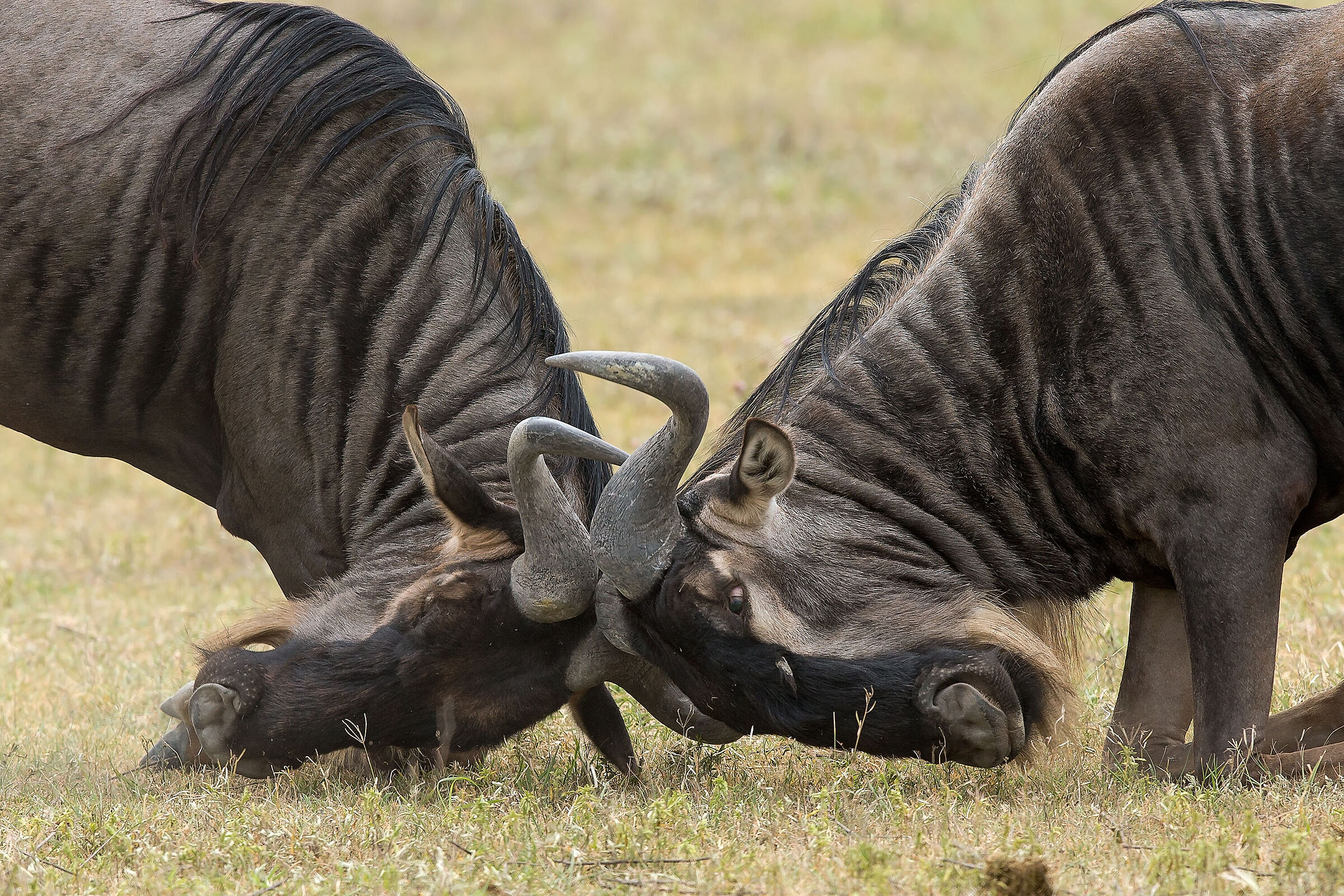 Wildebeest play
