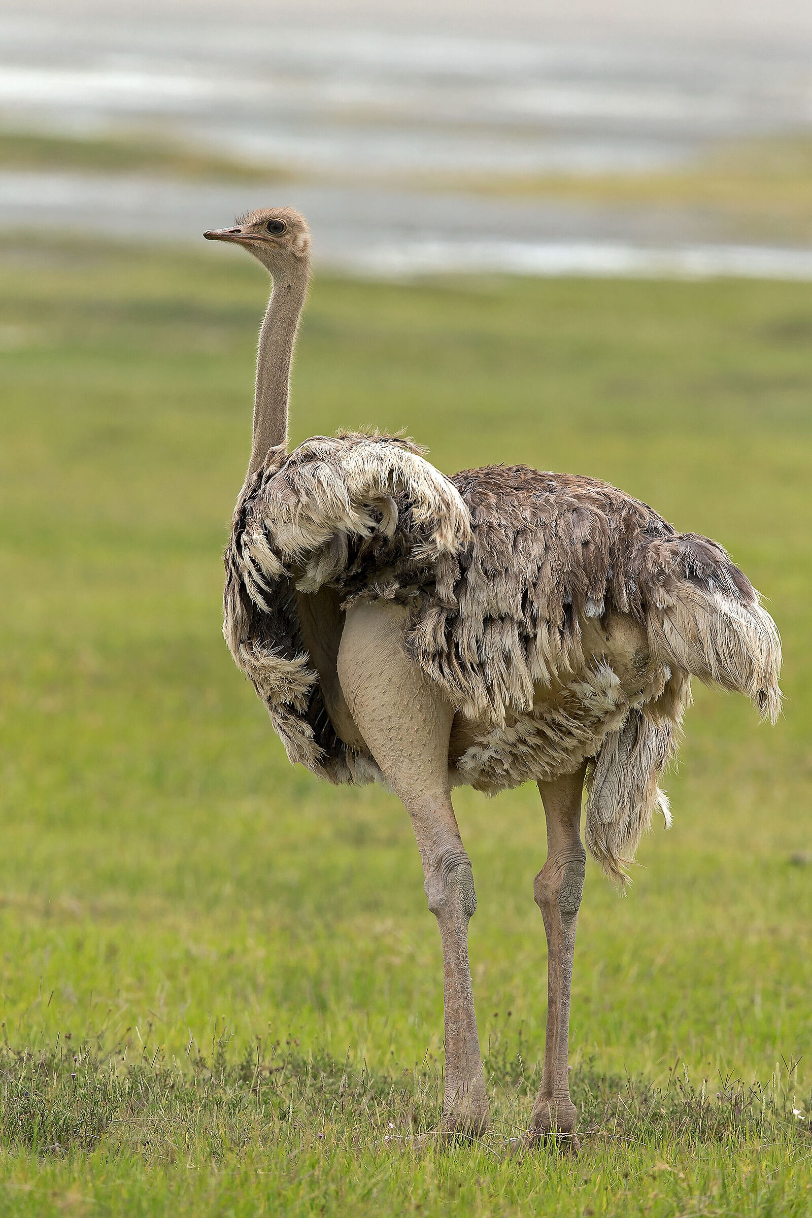 Ostrich