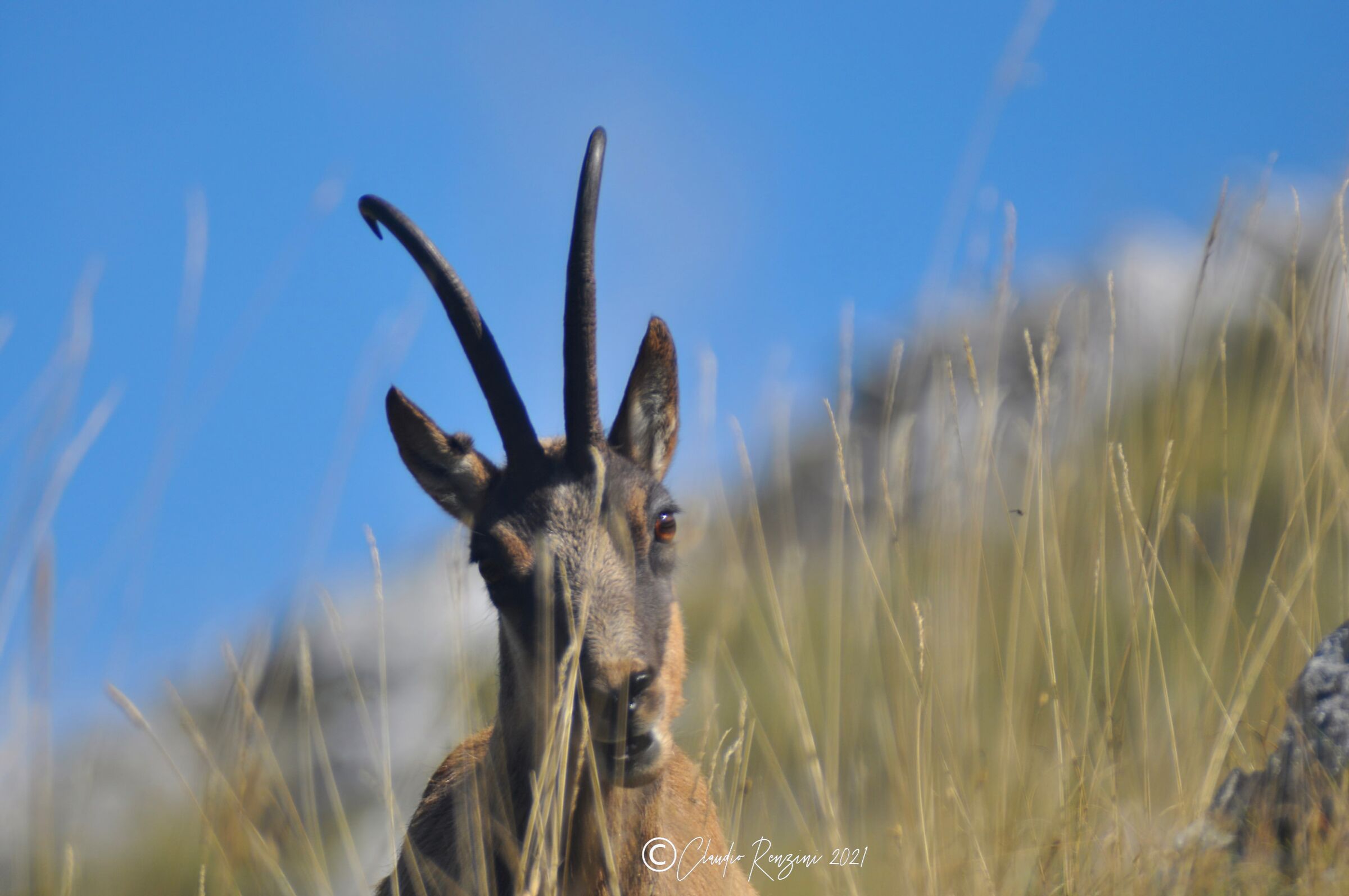 camoscio appenninico