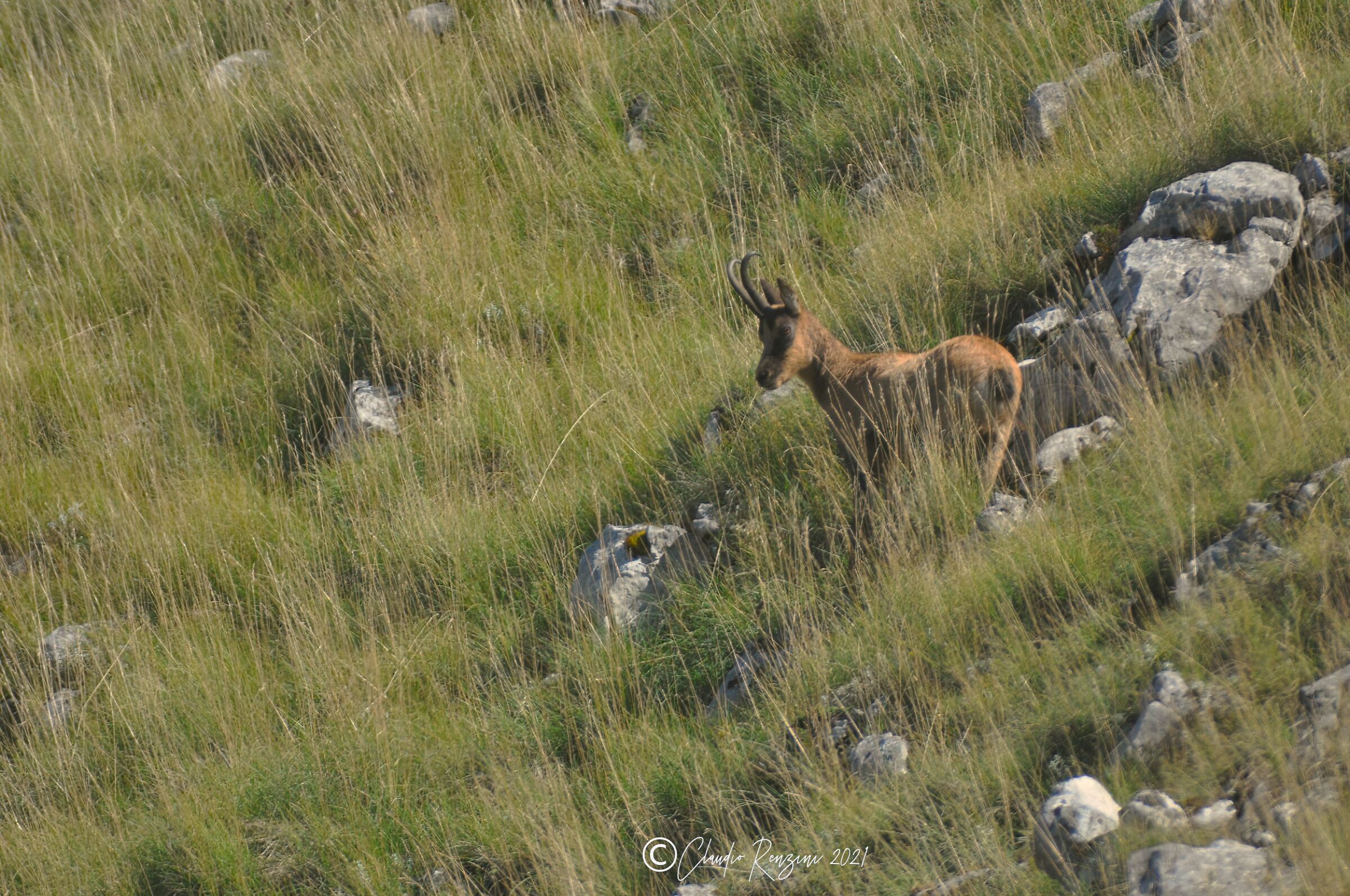 camoscio appenninico