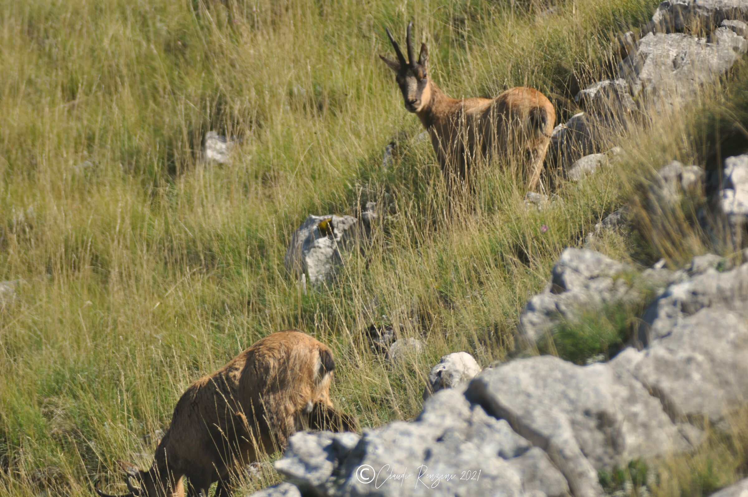 camoscio appenninico