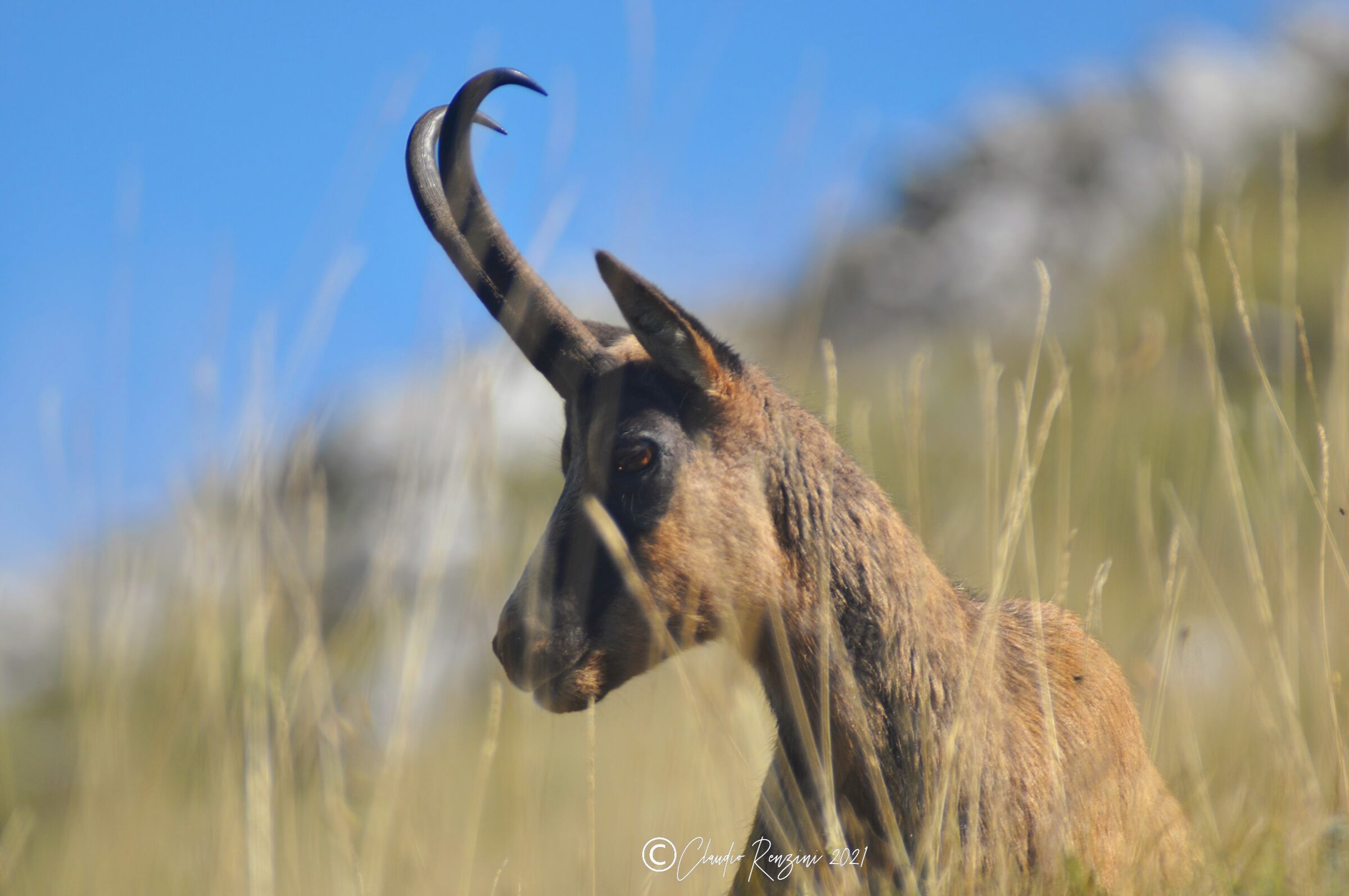 camoscio appenninico