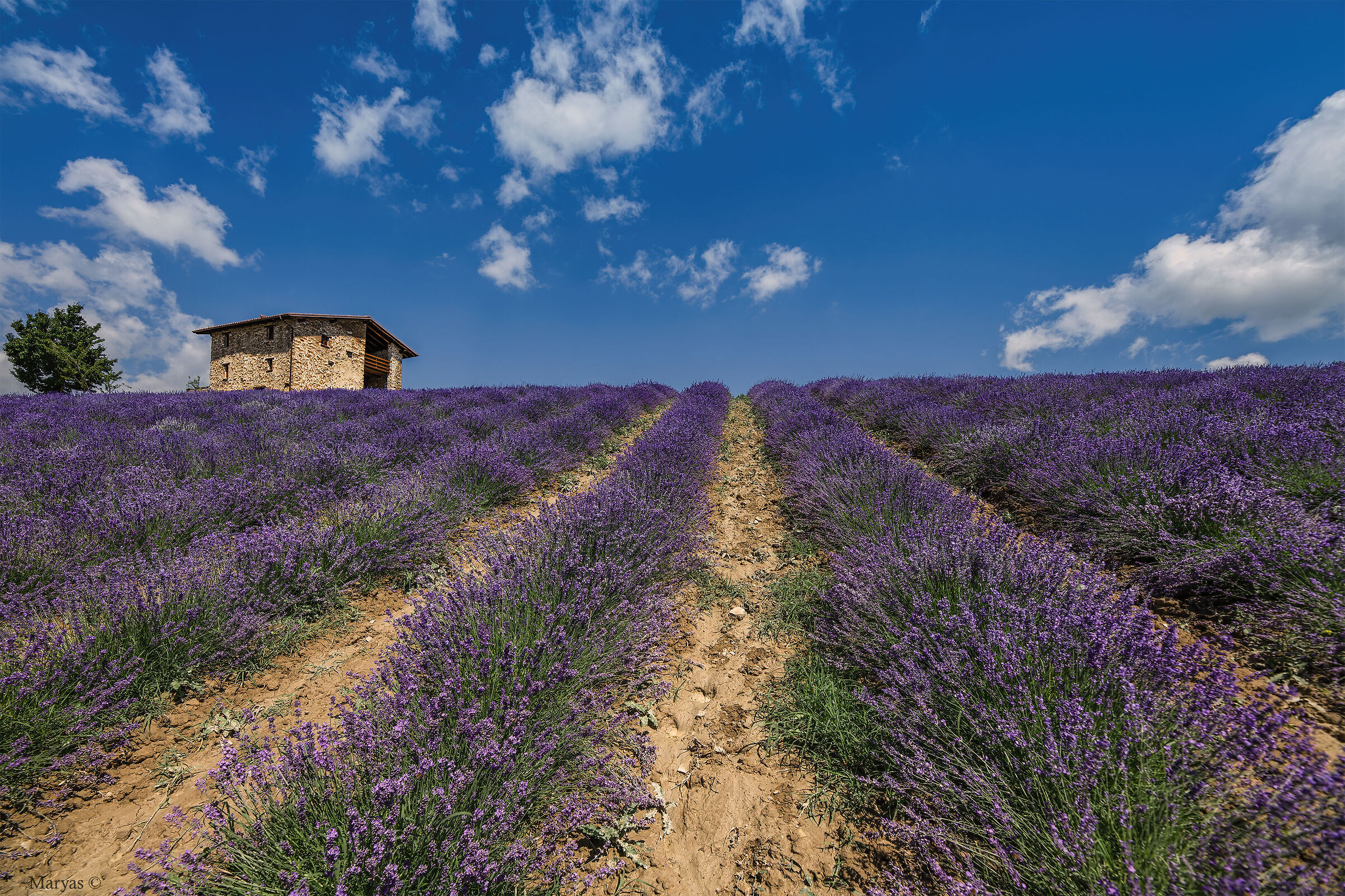The cottage and lavender