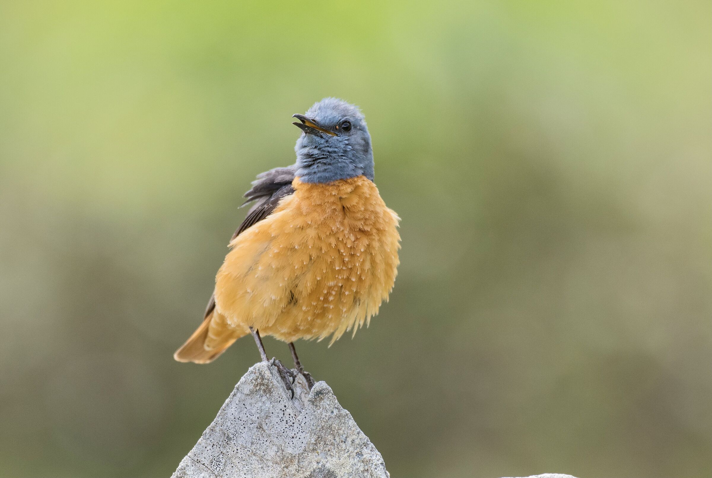 Codirossone (Monticola saxatilis) in singing