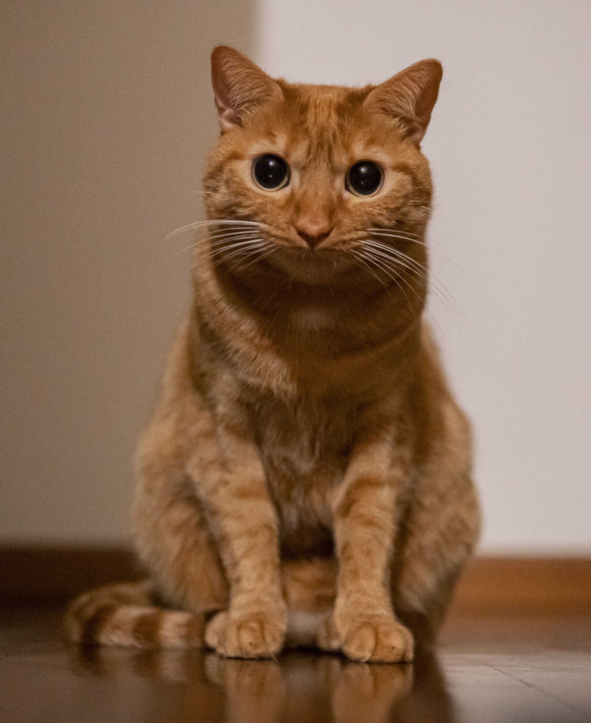 Psycho Cat