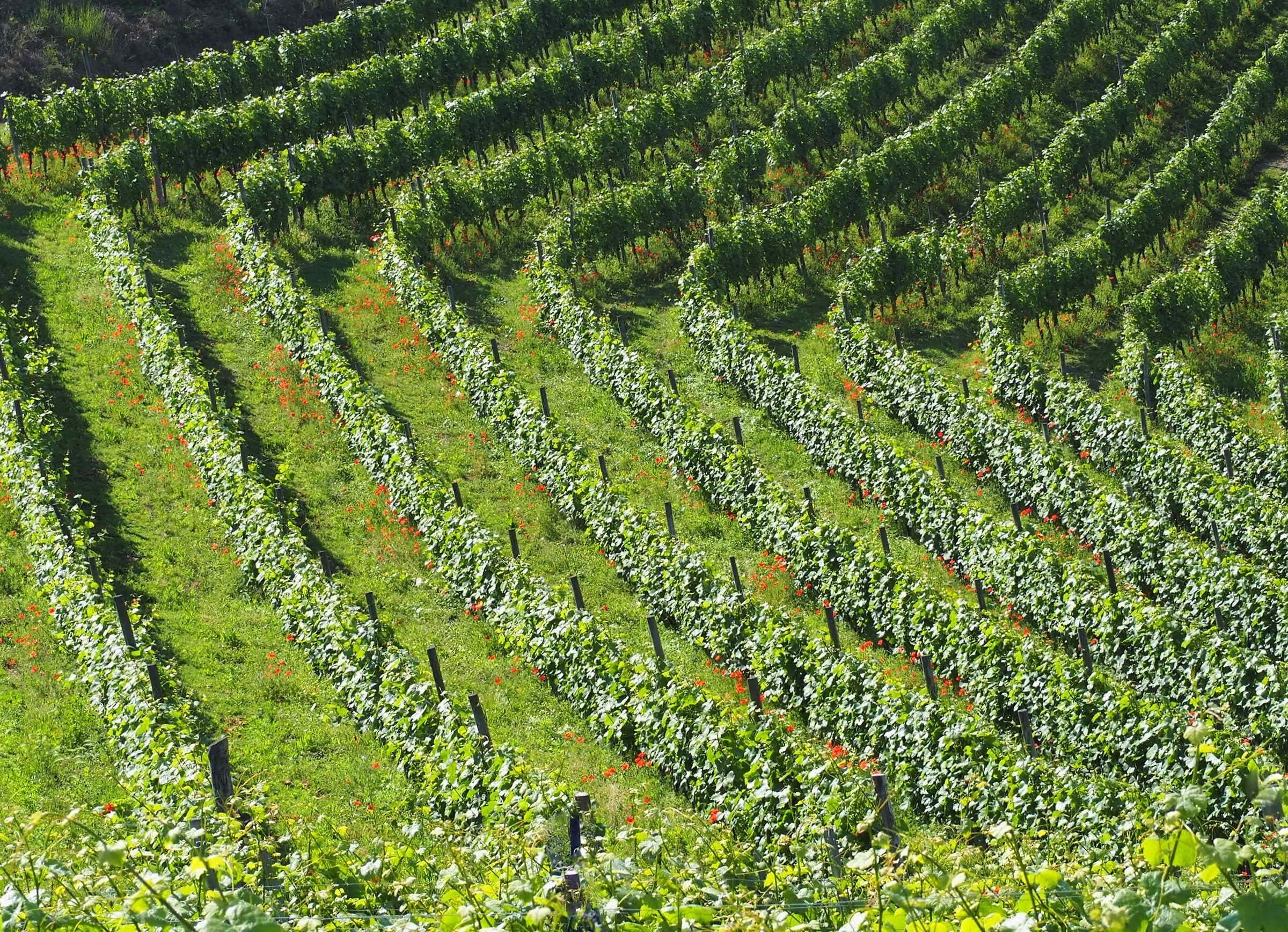 vineyard