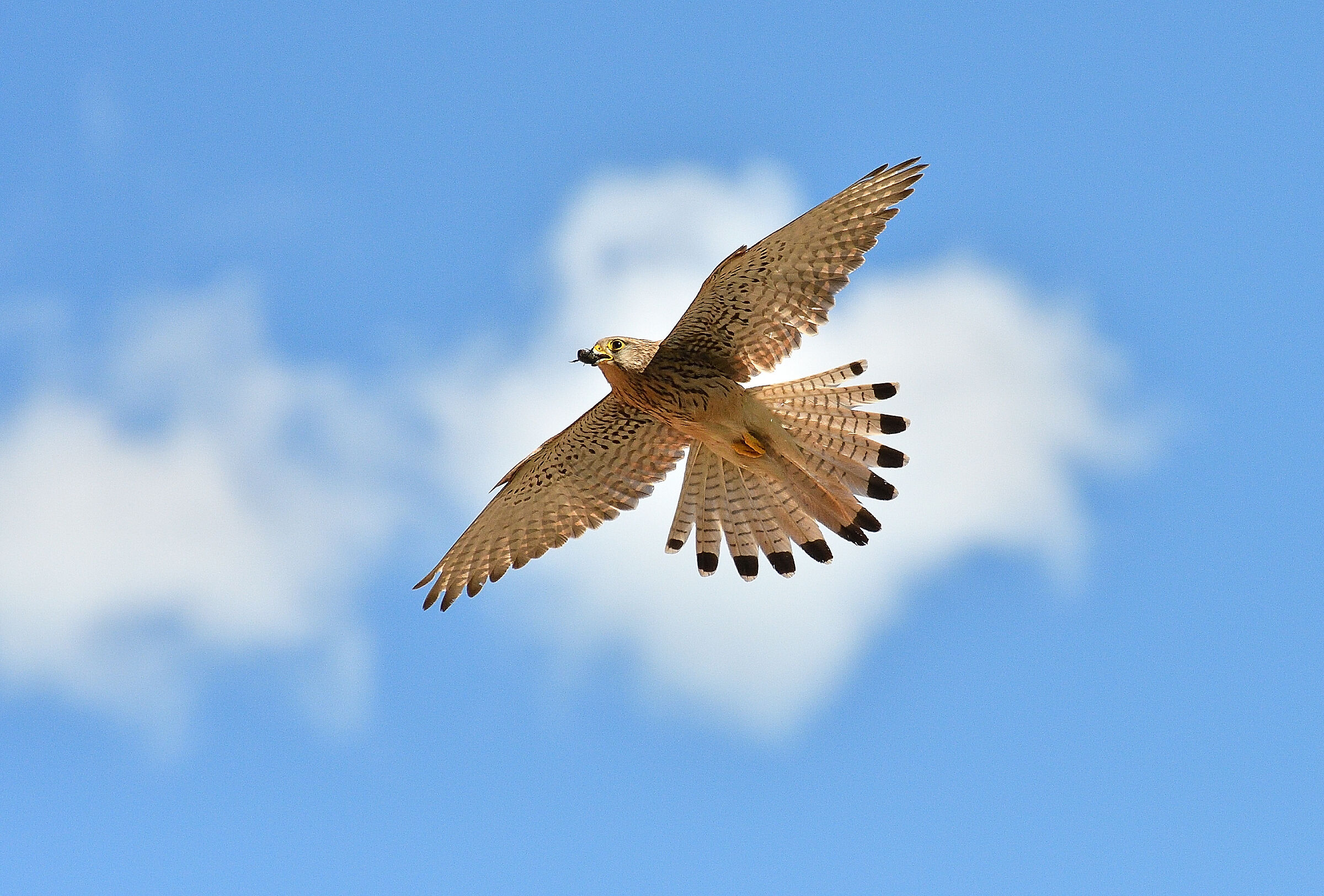 kestrel
