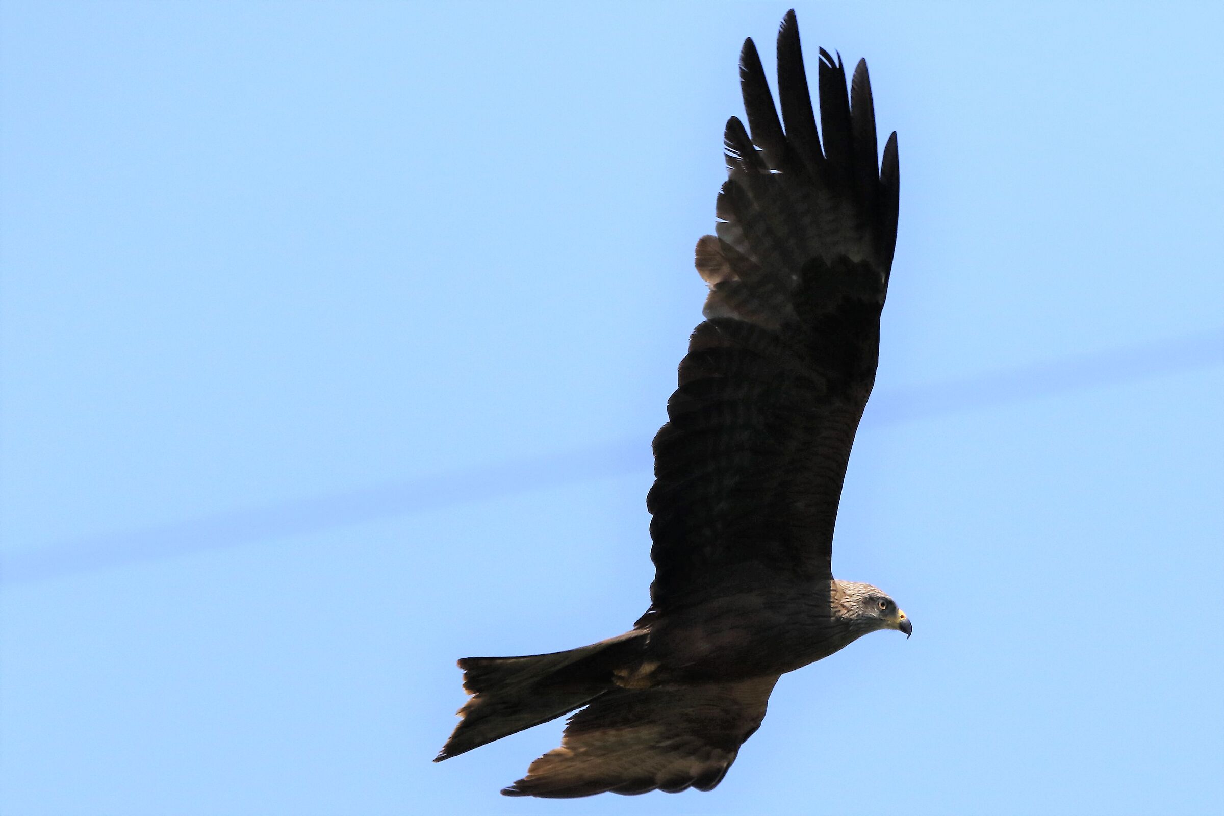 black kite