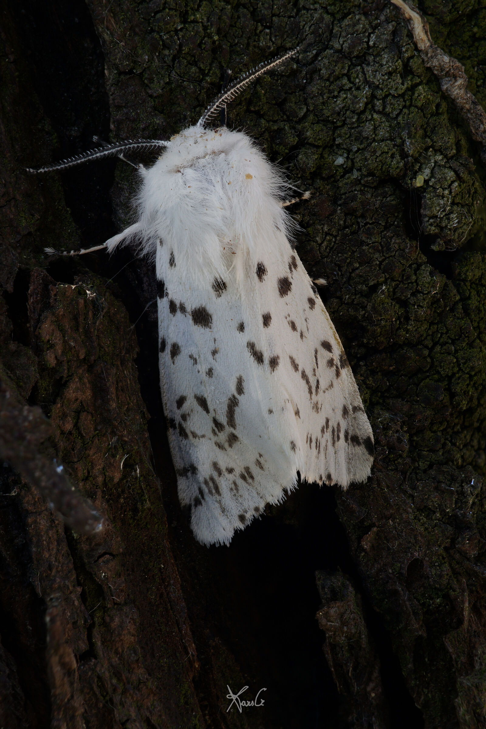 Civetta delle nevi?? Quasi!