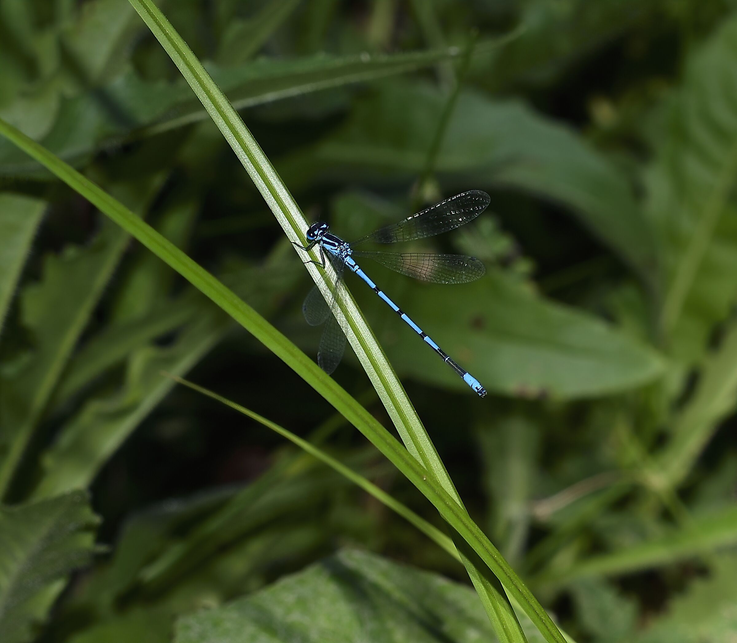 Libellula azzurra...