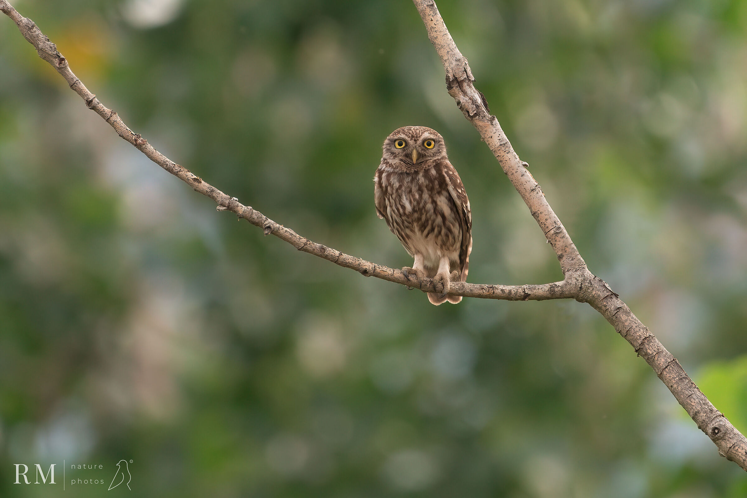 owl