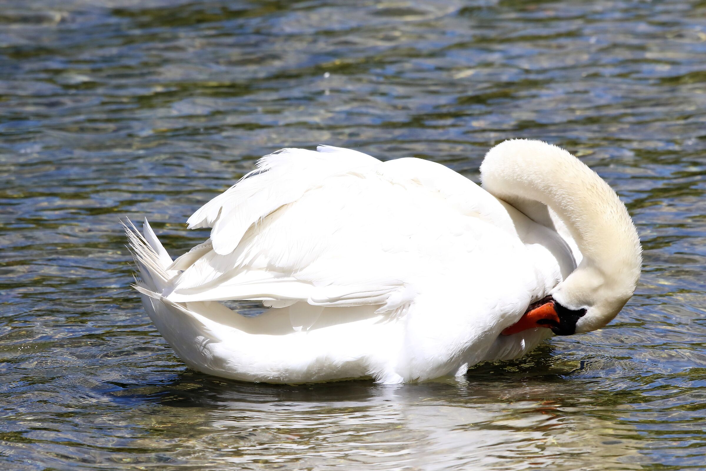 mute swan