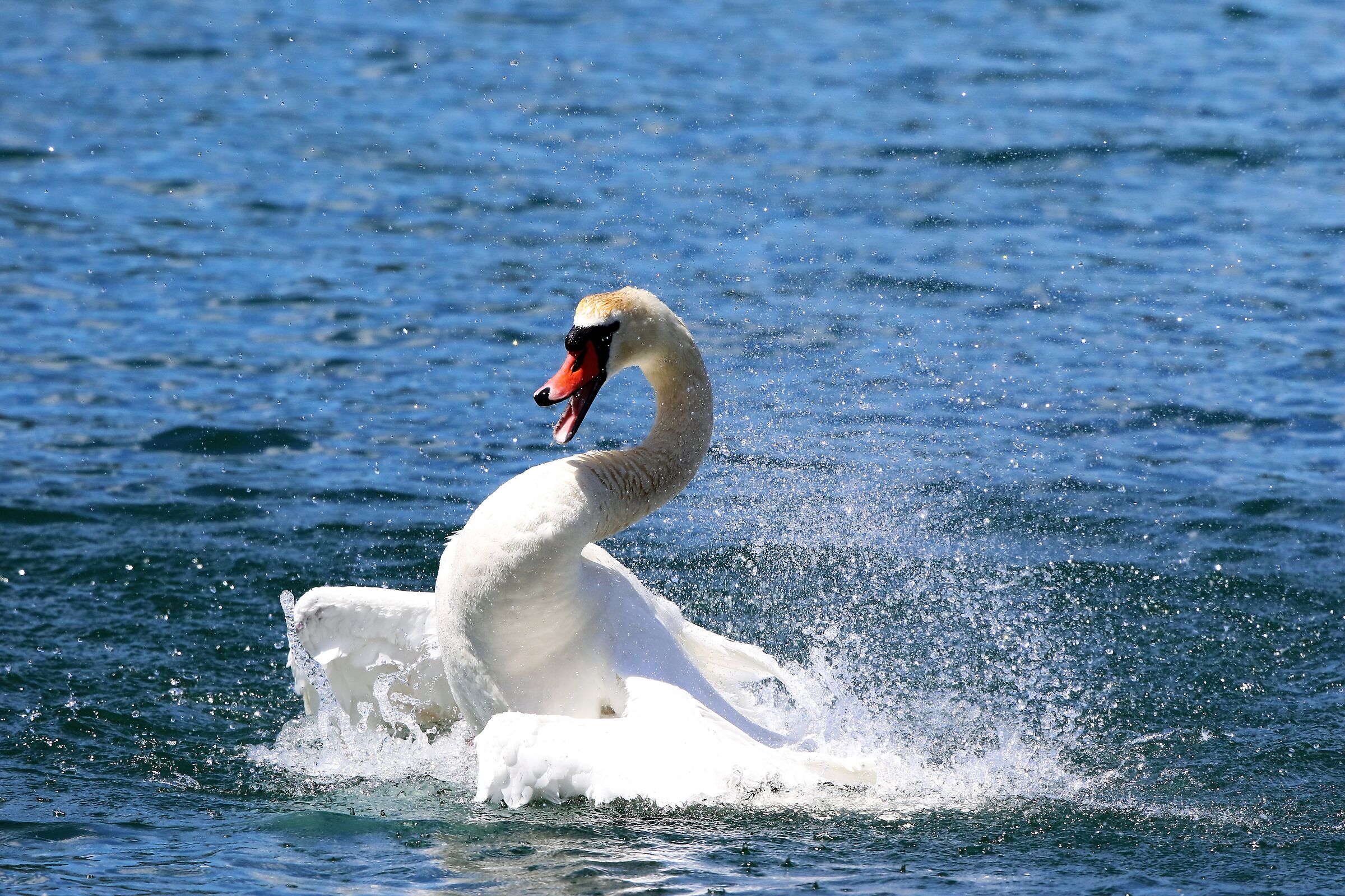 mute swan