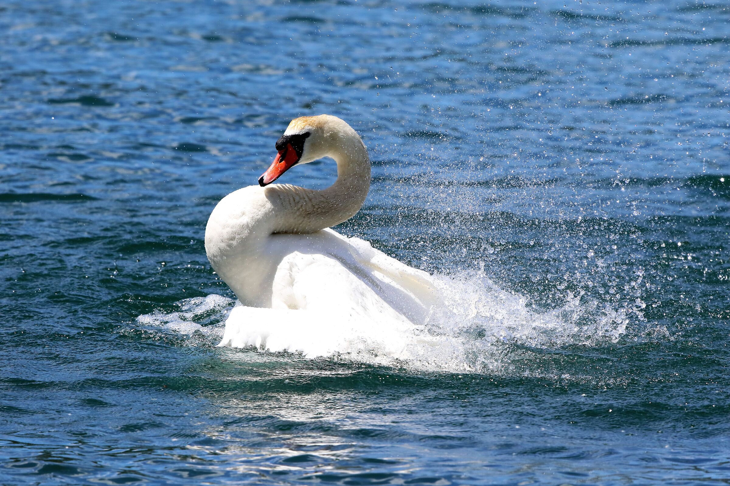 mute swan