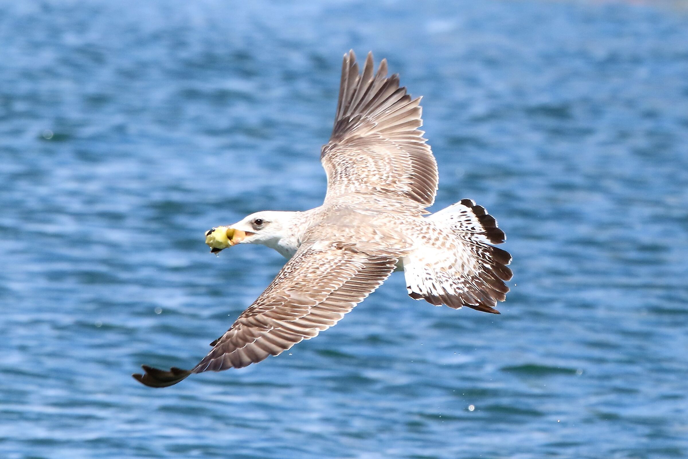 terrestrial gull with apple core