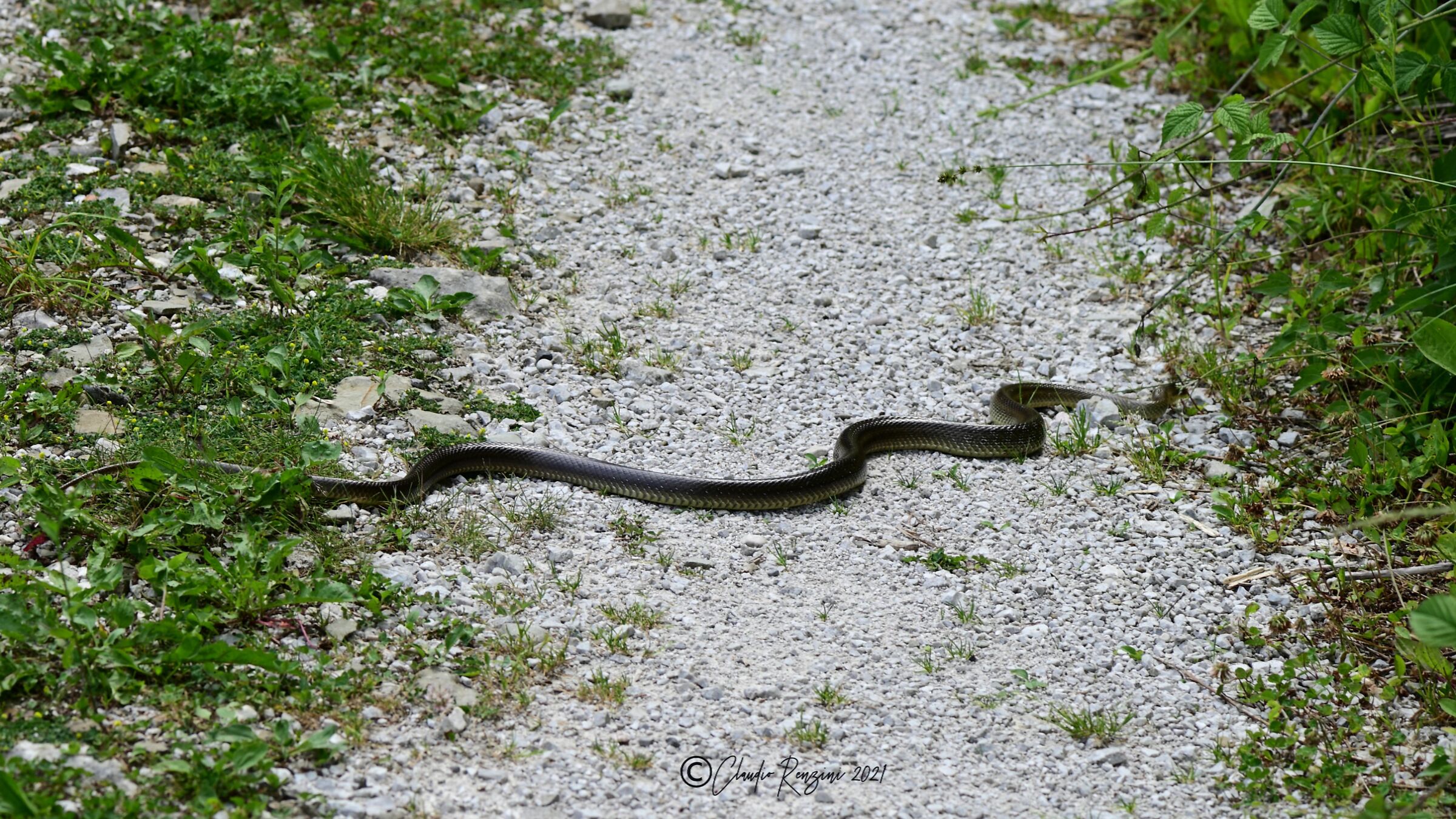 colubro di esculapio