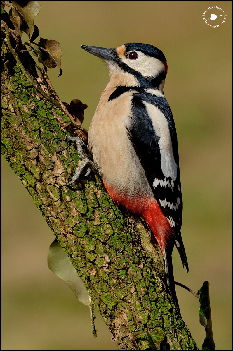Great Spotted Woodpecker