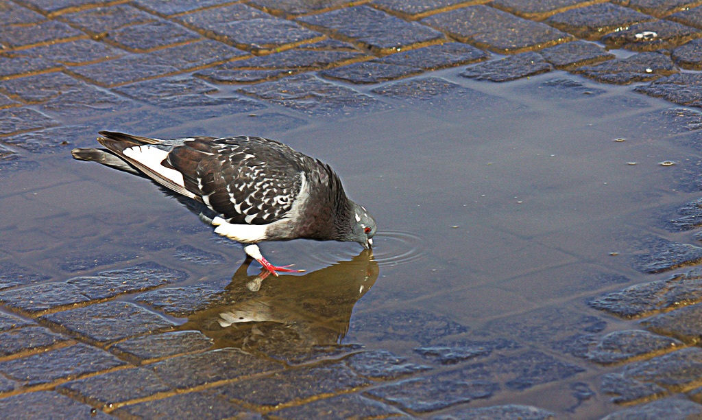 pigeon thirsty ...