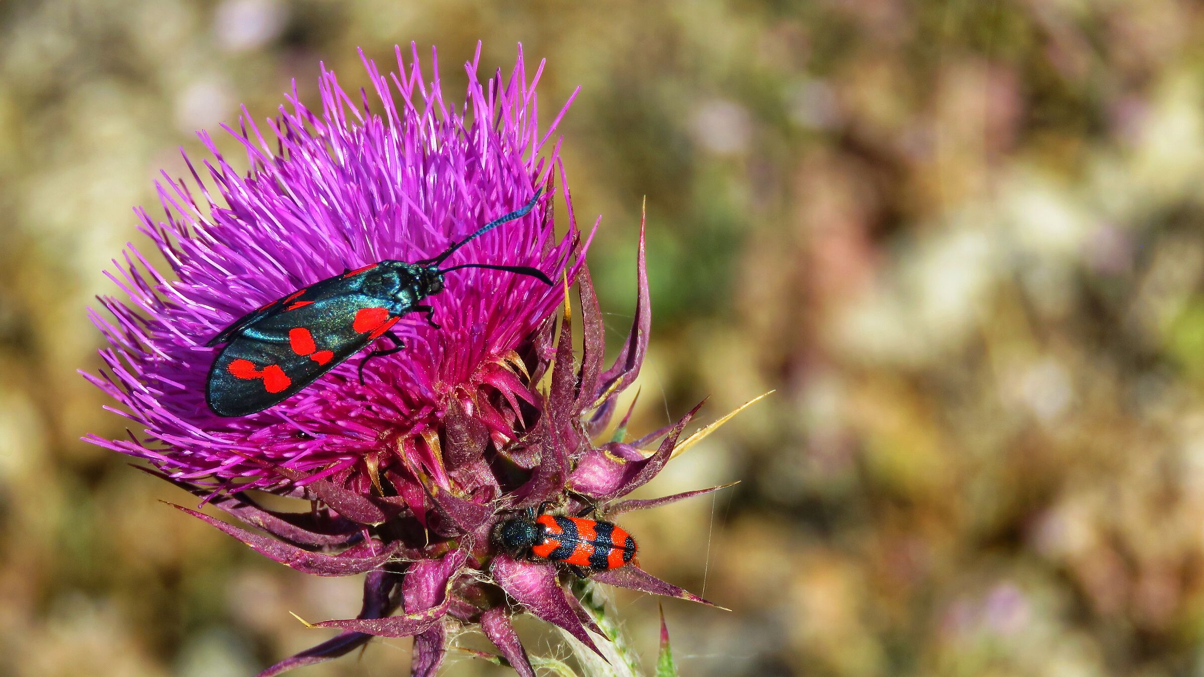 Zygaena filipendulae + Trichodes alvearius