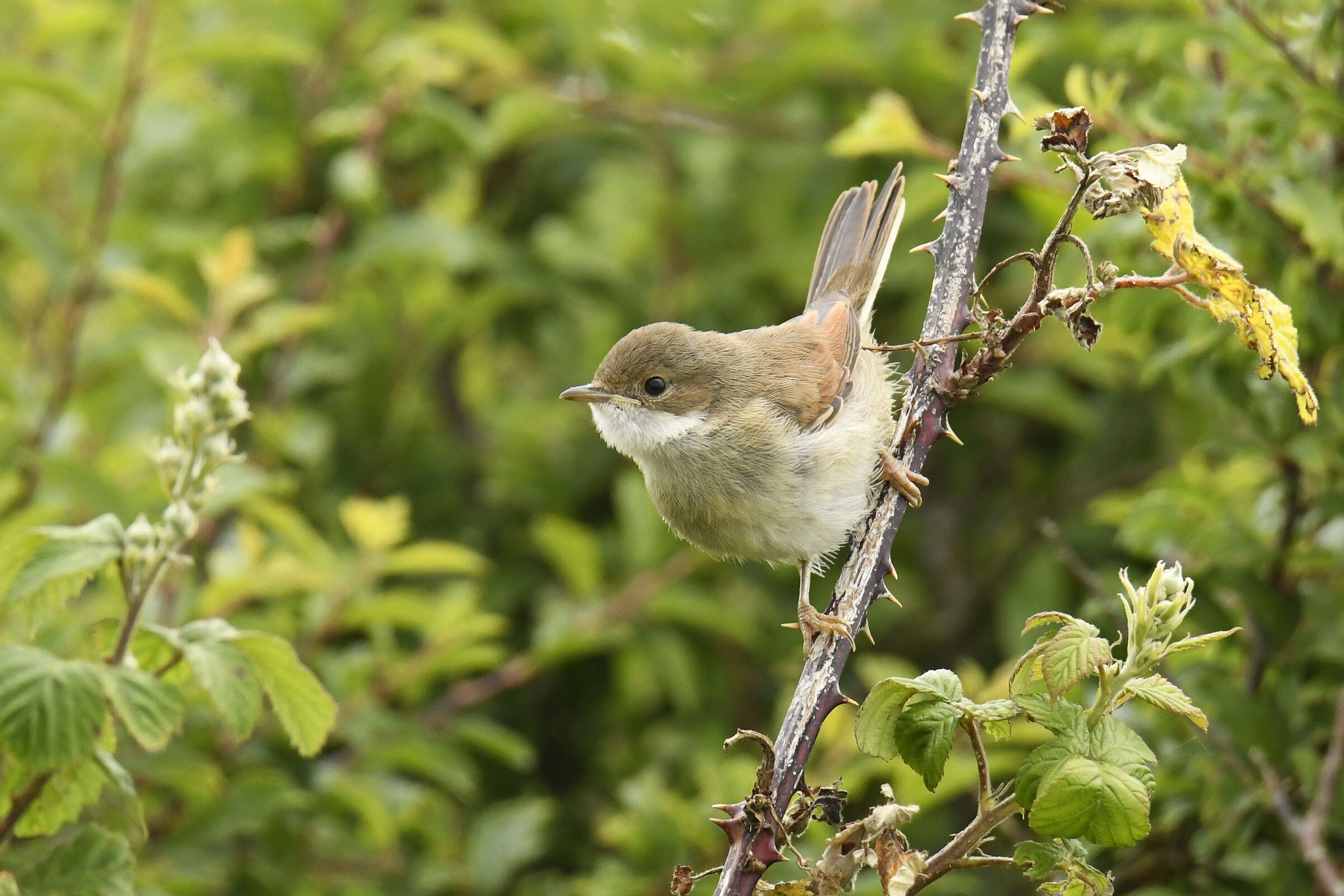 Sterpazzola (Whitethroat)