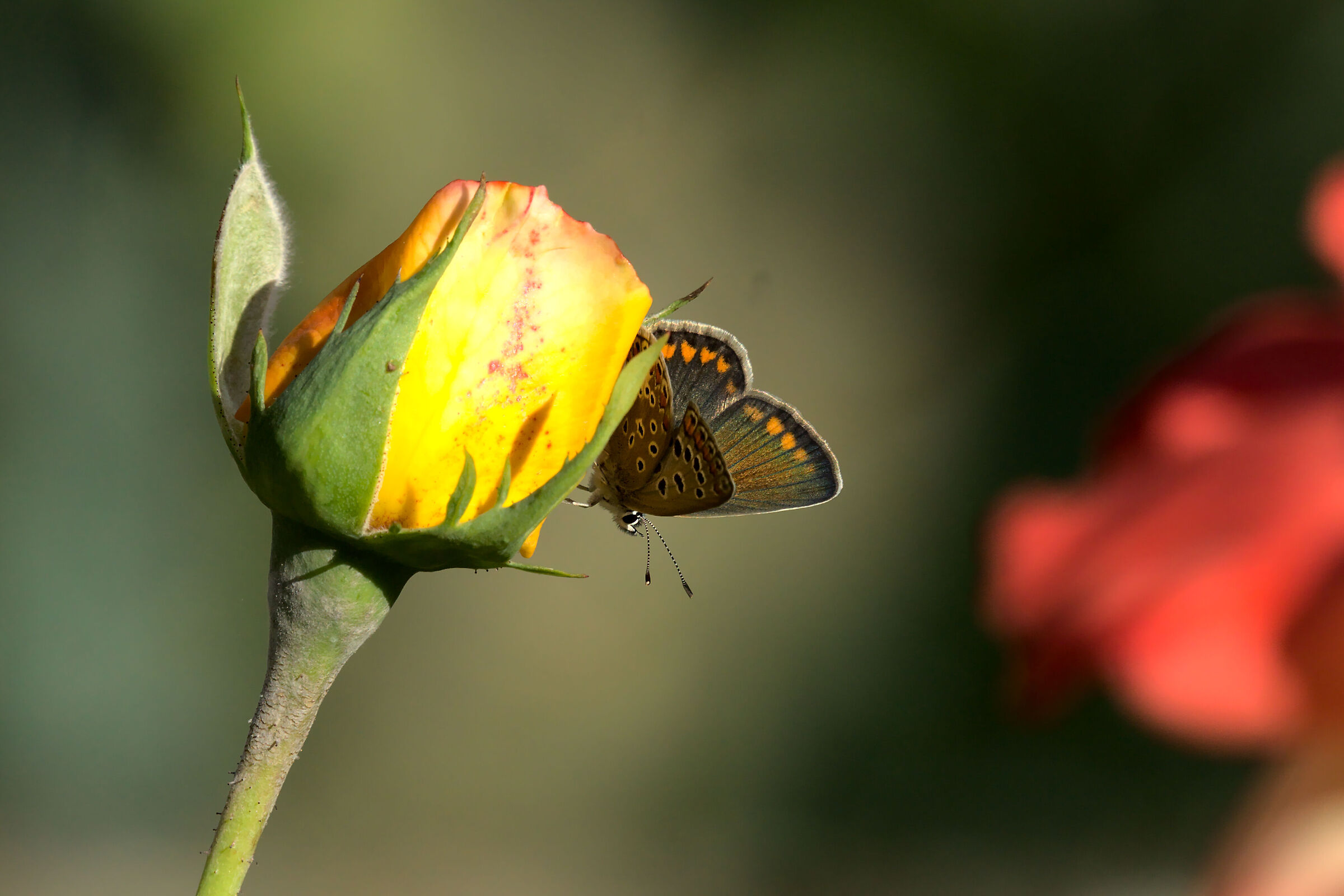 Butterfly