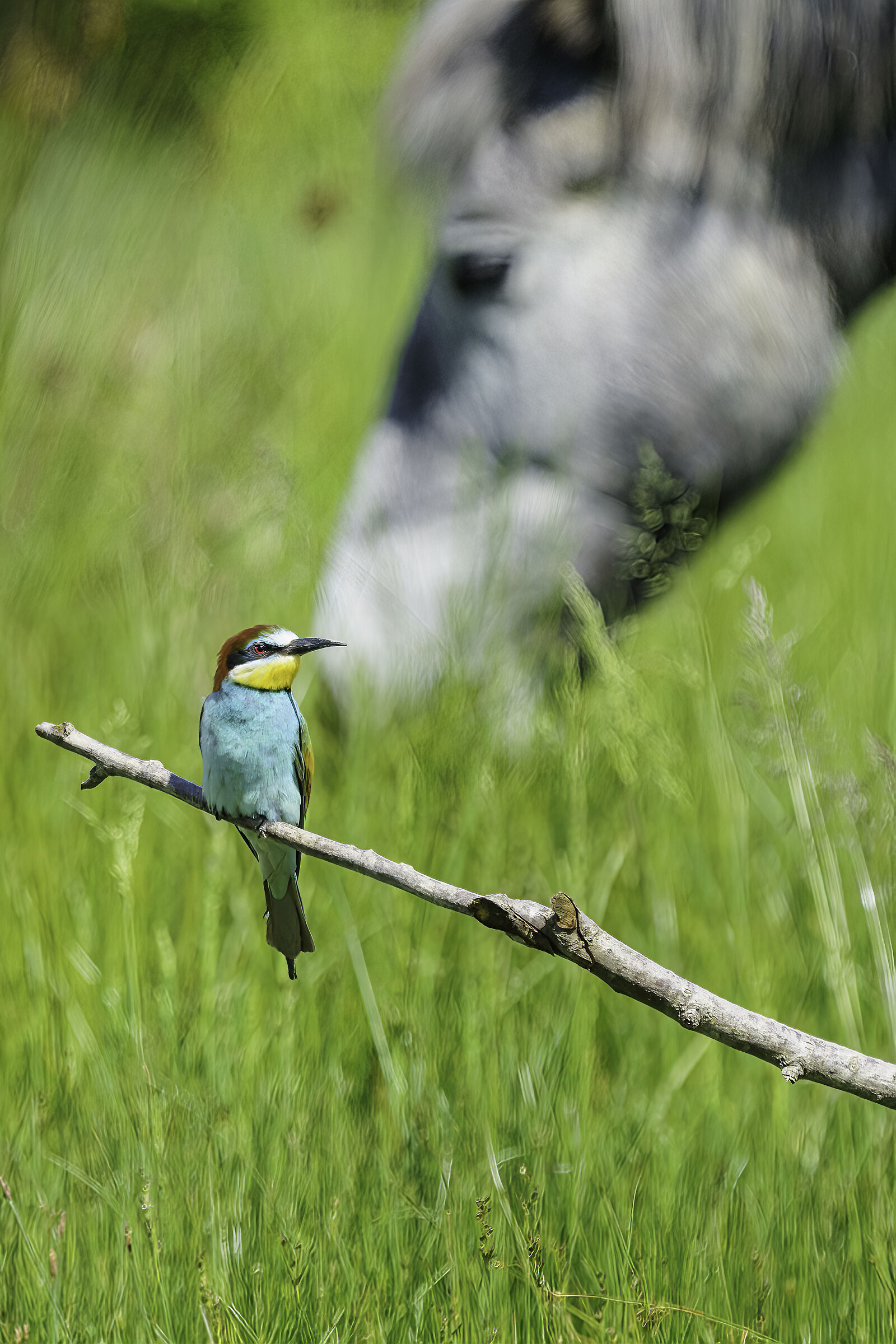 Gruccione e cavallo 2