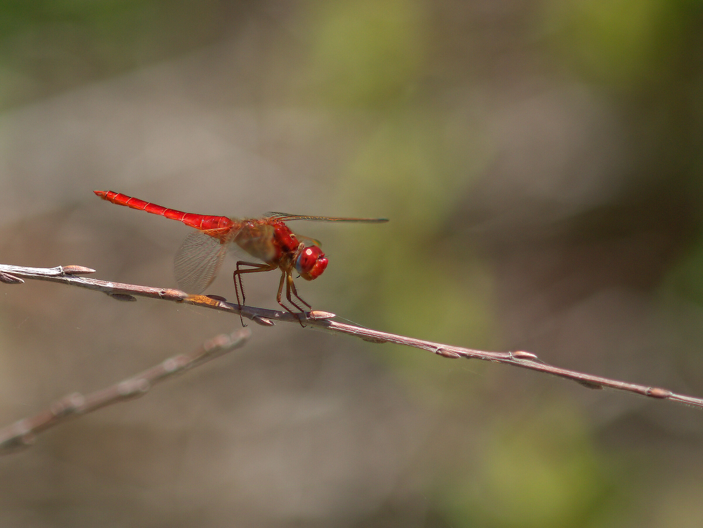 Libellula