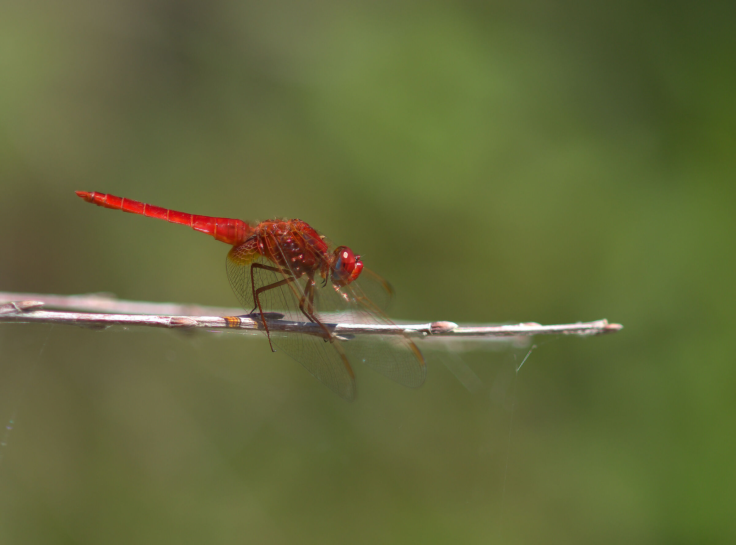 Libellula