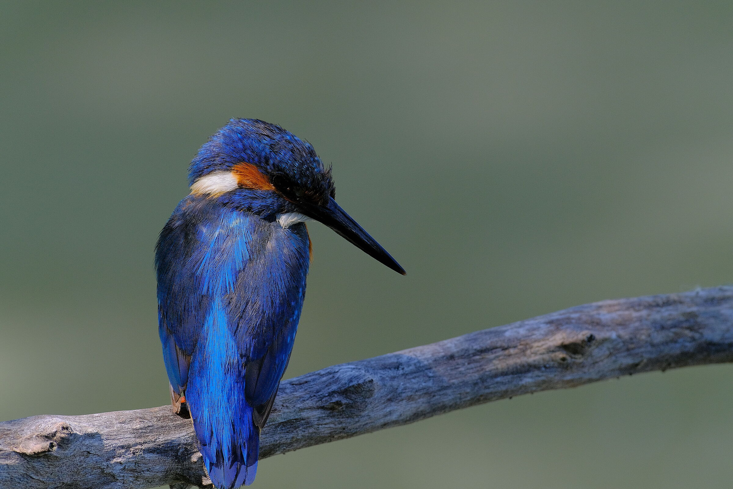 Primi scatti con il 60-600 e x-t4