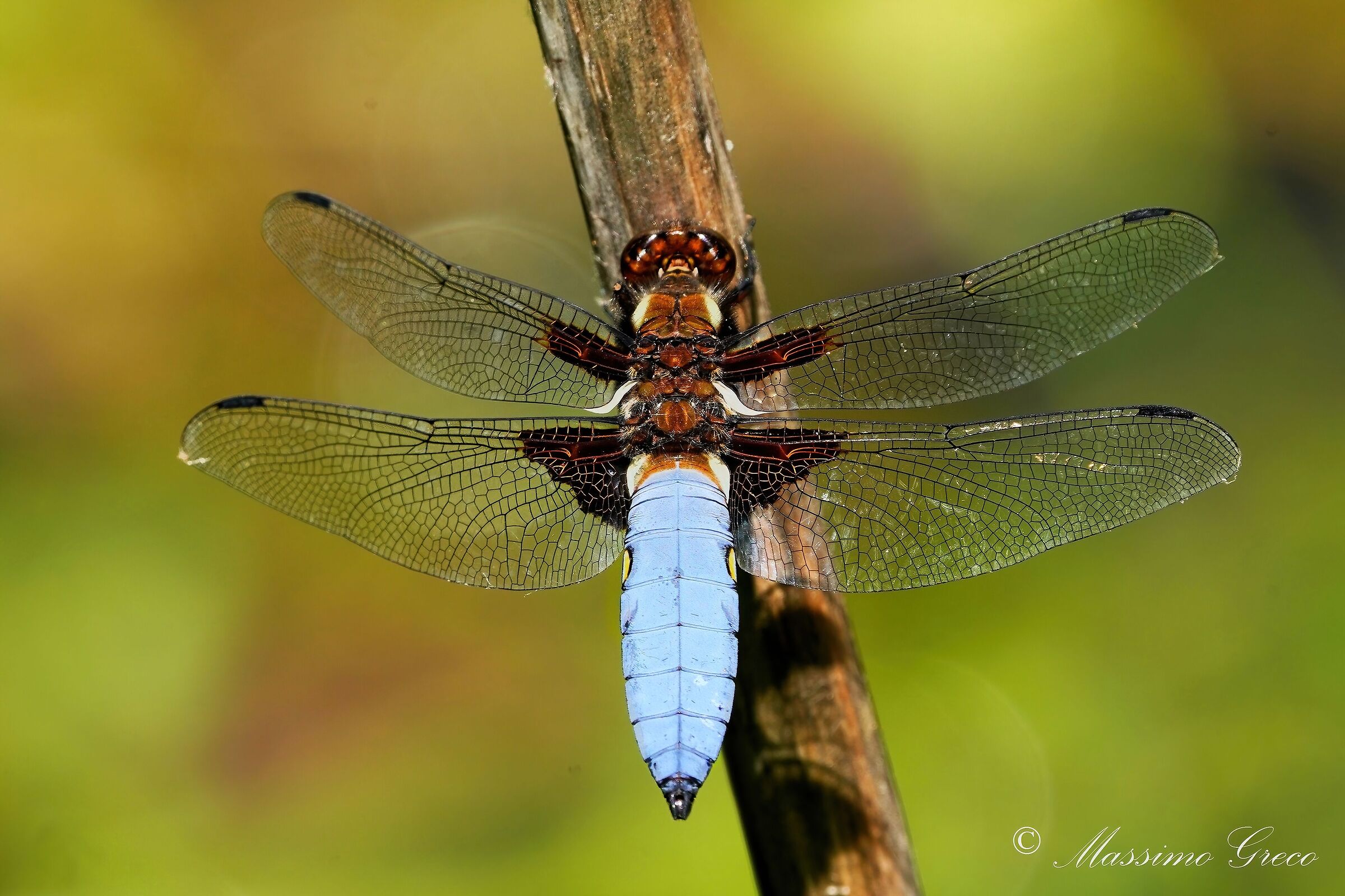 Libellula depressa