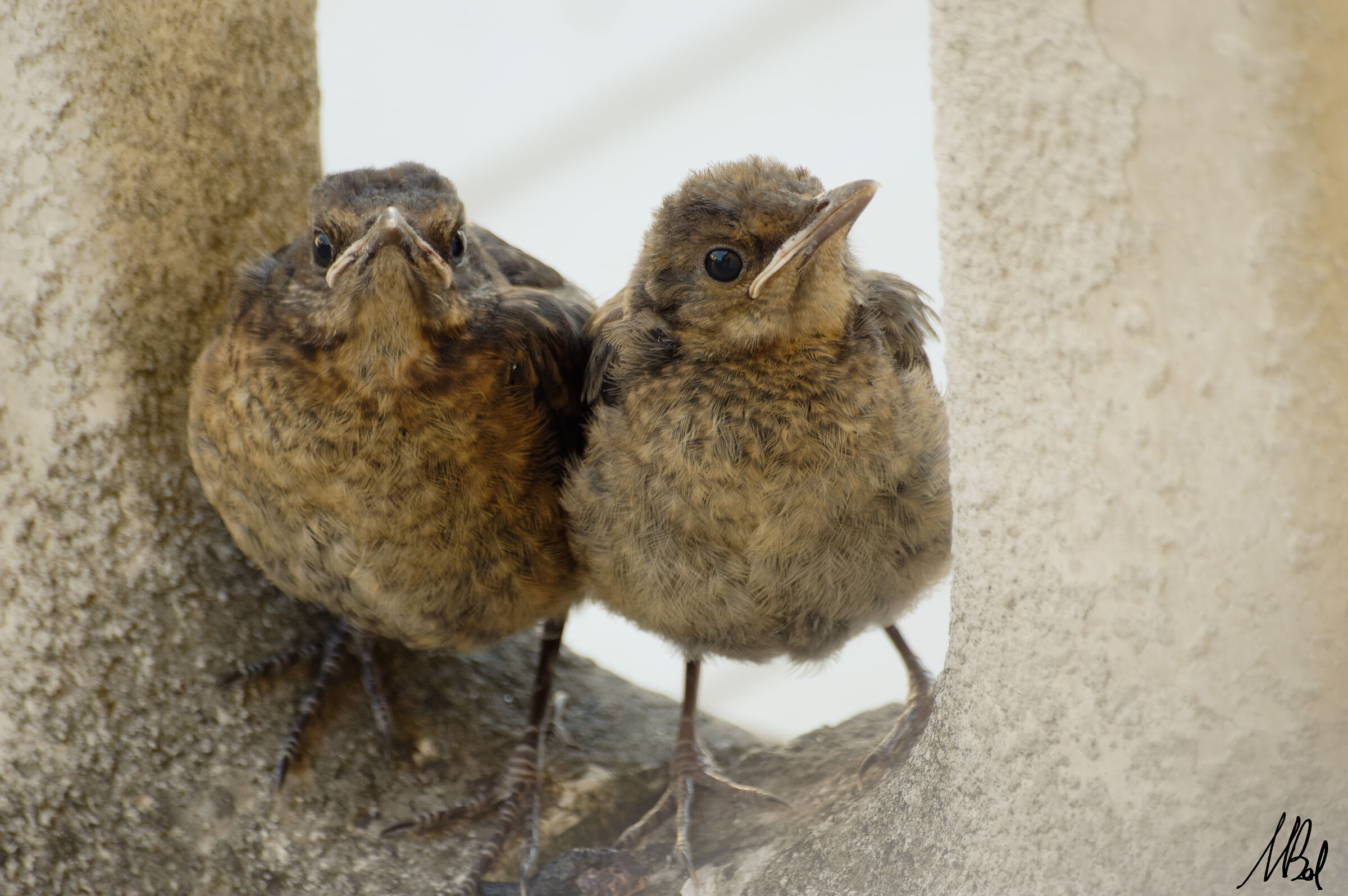New friends in the house!