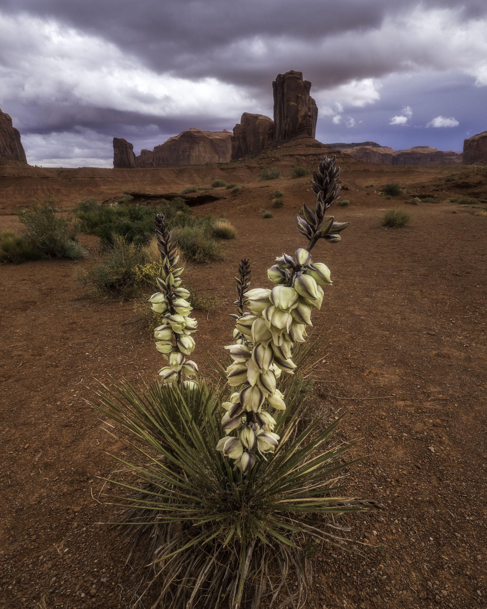 Blooming Yucca