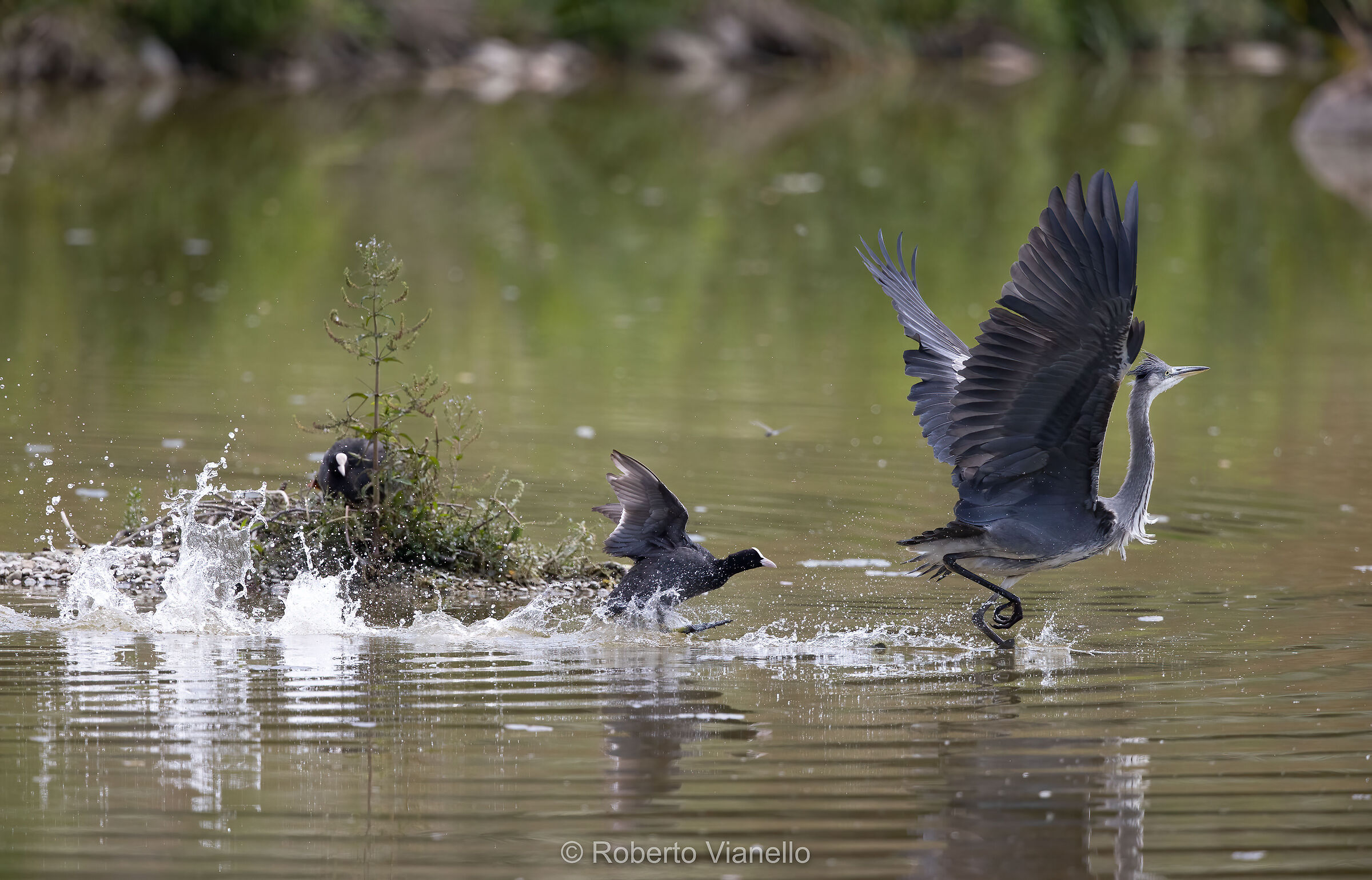 Le folaghe difendono il loro nido..