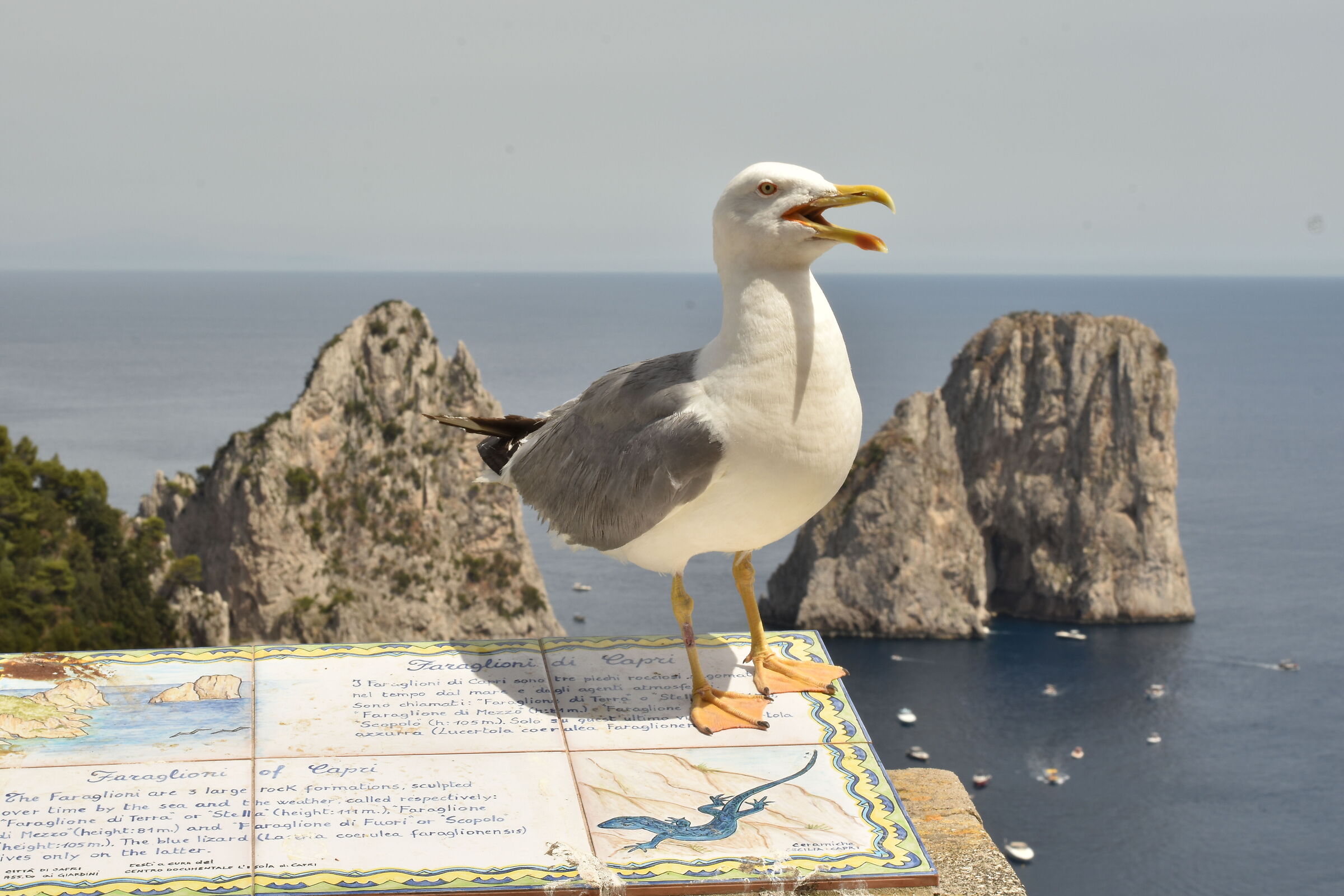 What do you prefer seagull or faraglioni?